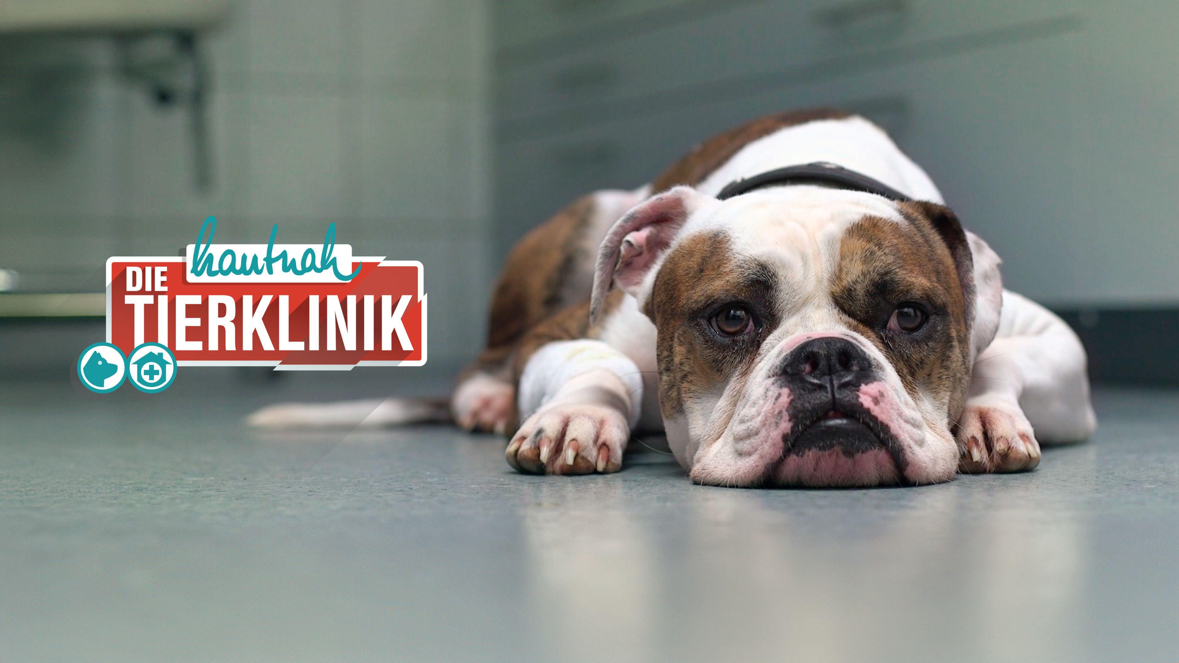 Hautnah: Die Tierklinik
