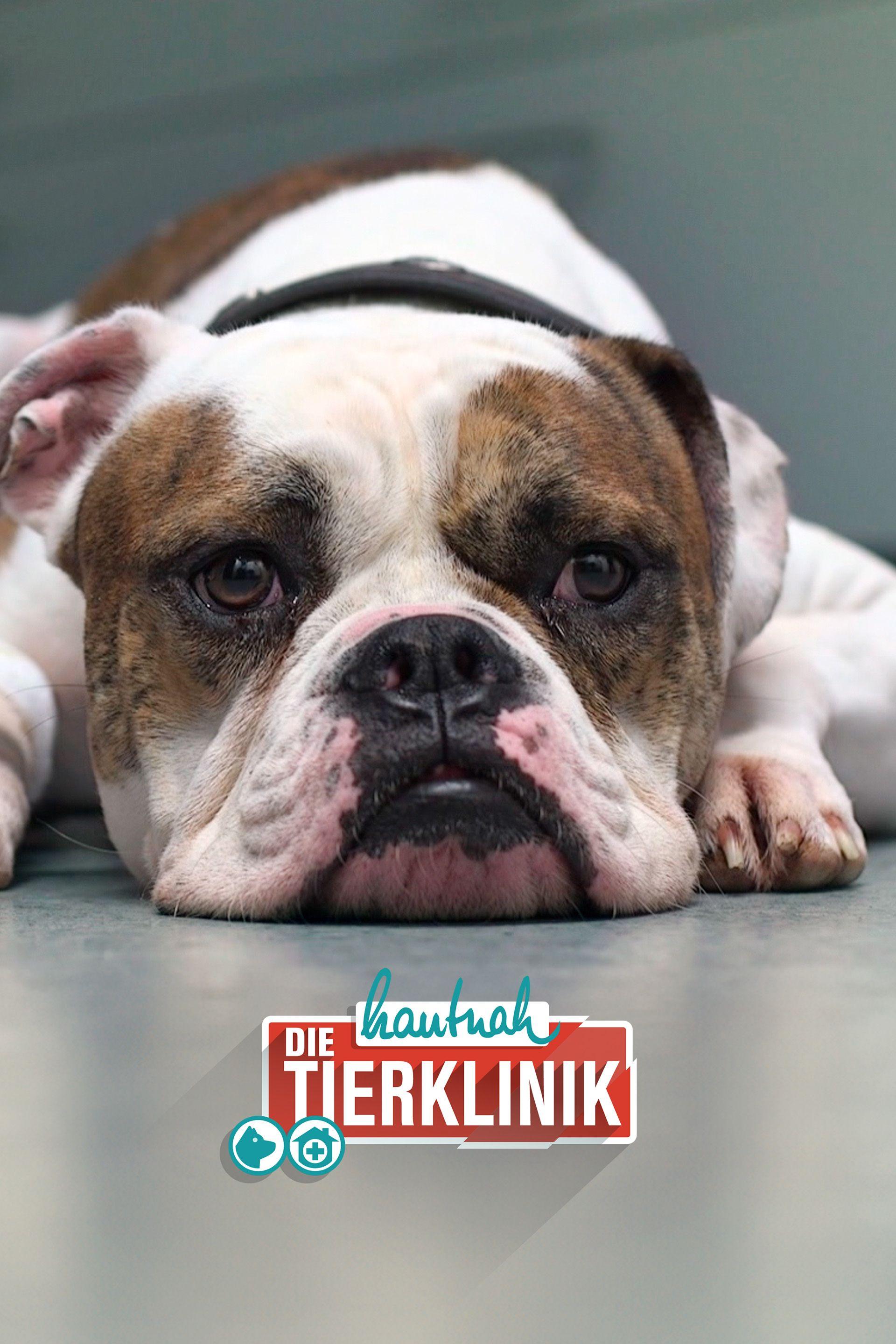 Hautnah: Die Tierklinik