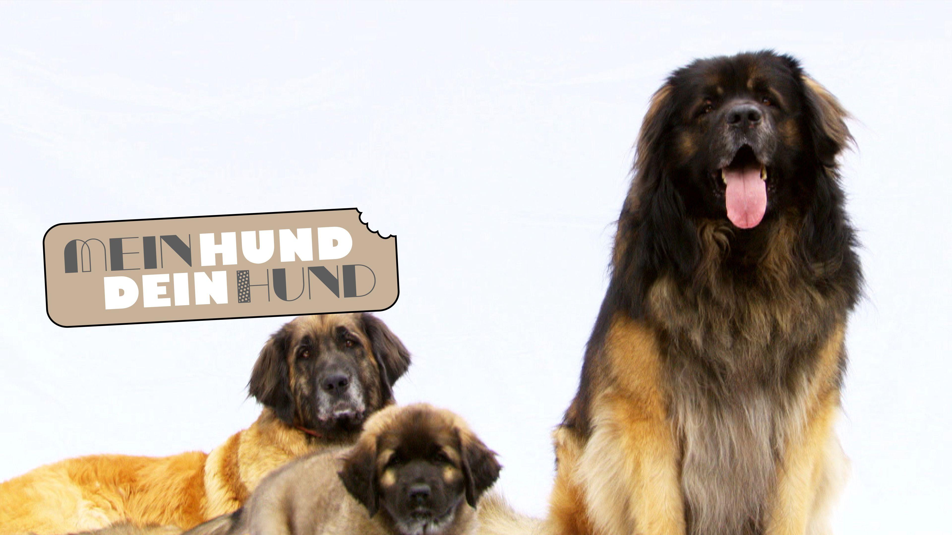 Mein Hund, dein Hund