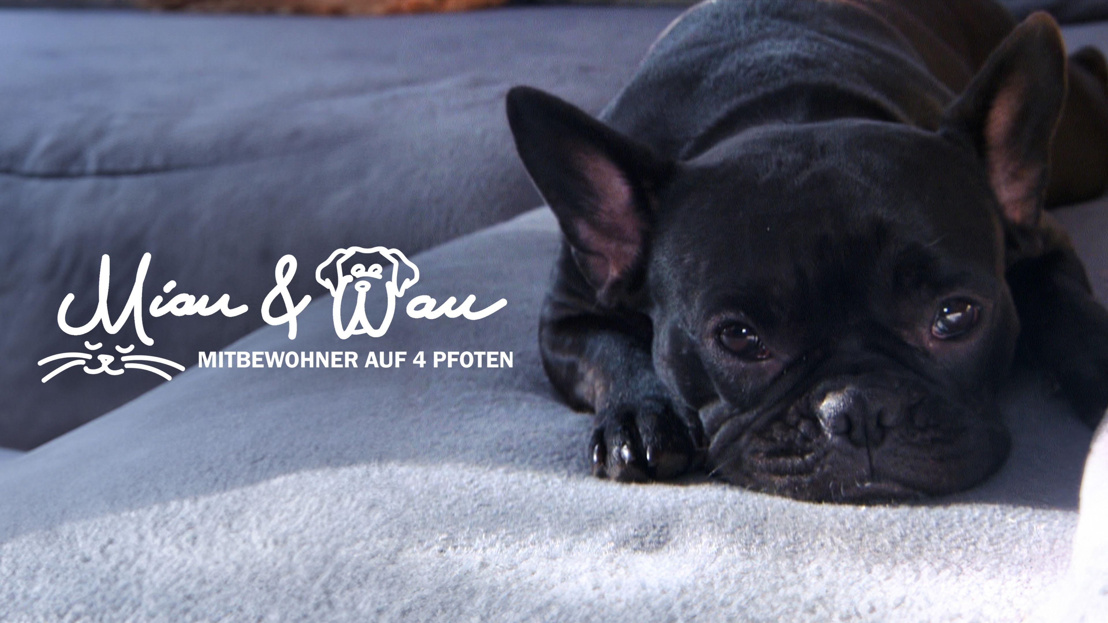 Miau & Wau - Mitbewohner auf 4 Pfoten