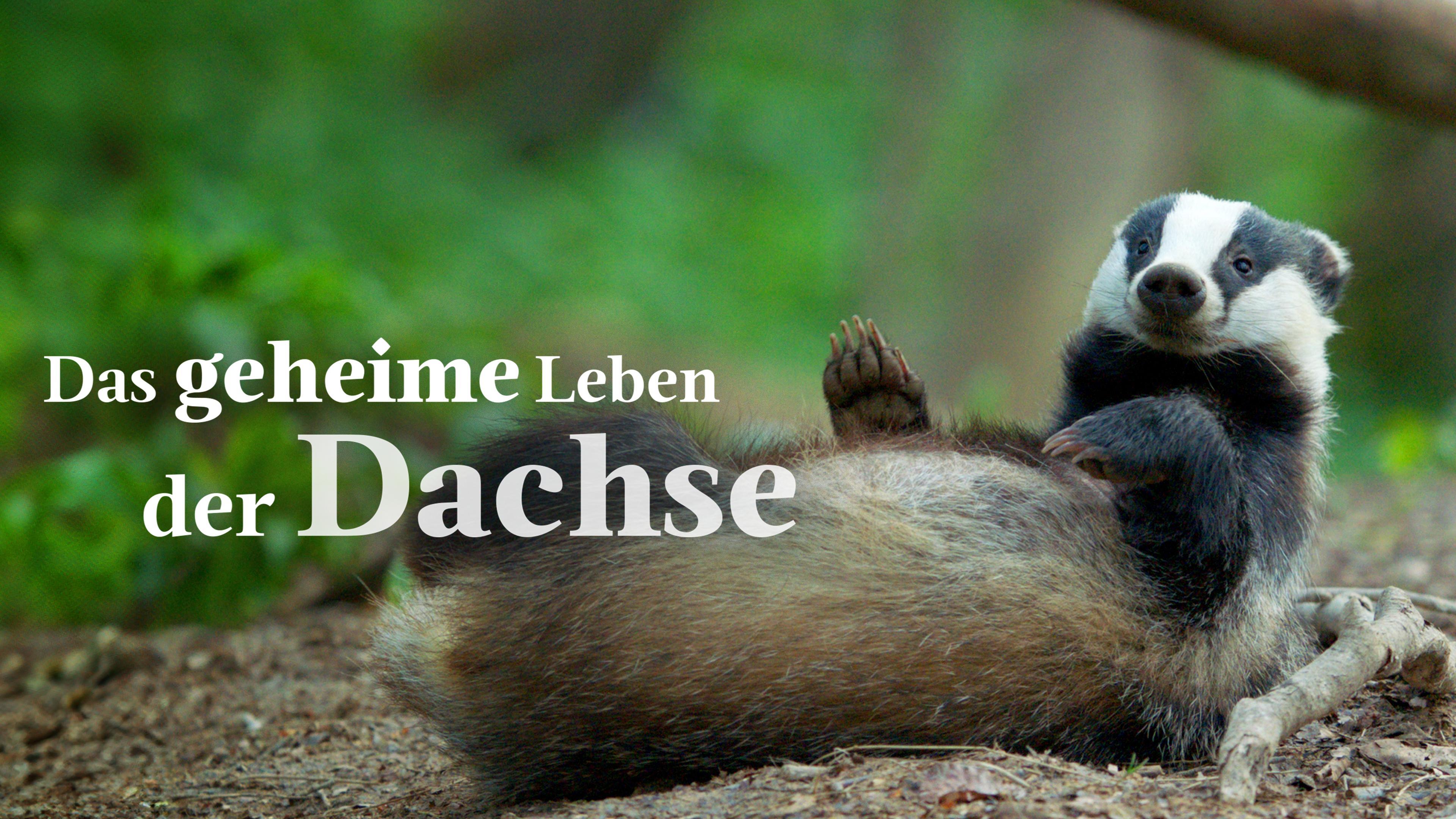 Das geheime Leben der Dachse