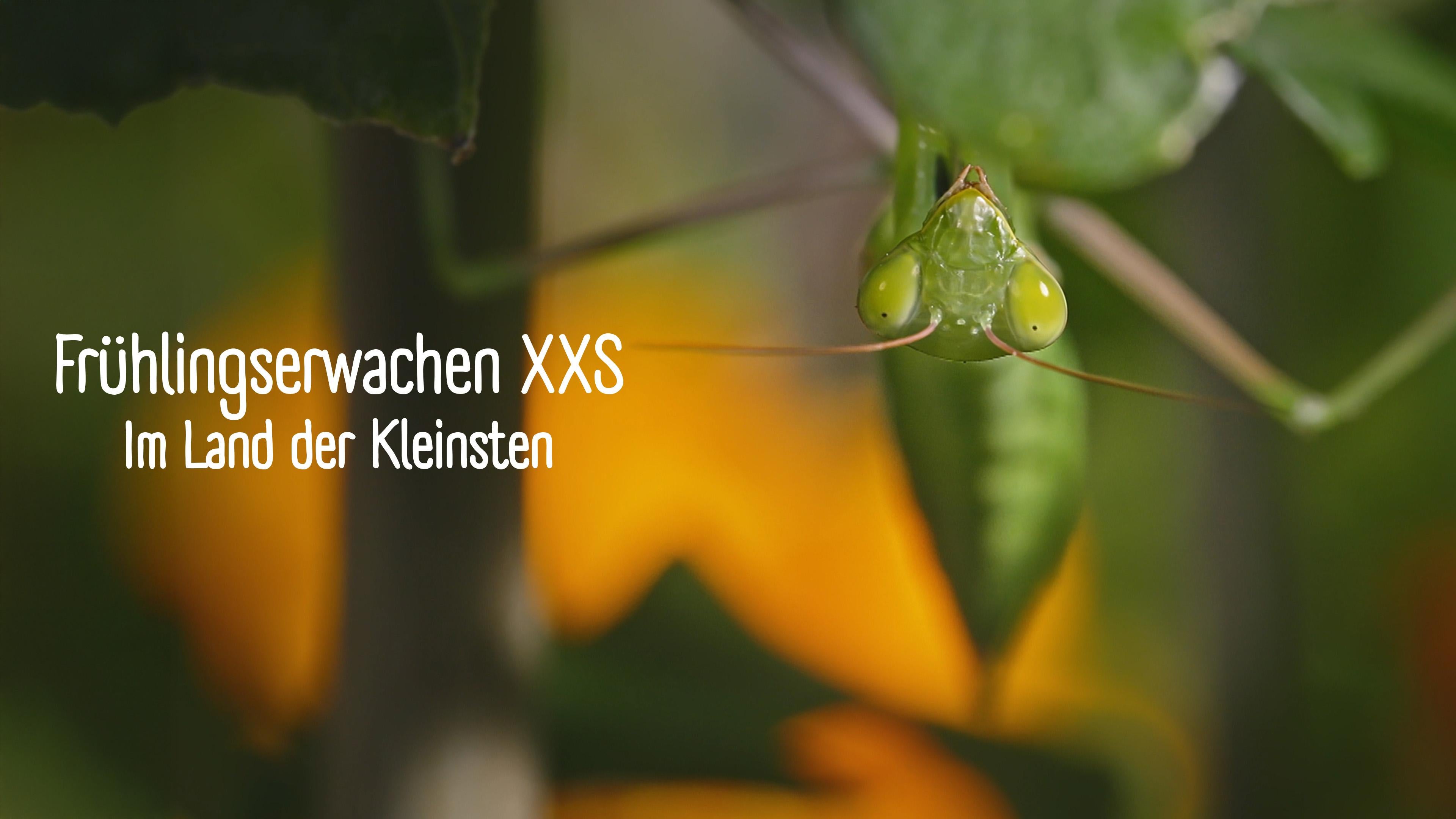 Frühlingserwachen XXS - Im Land der Kleinsten
