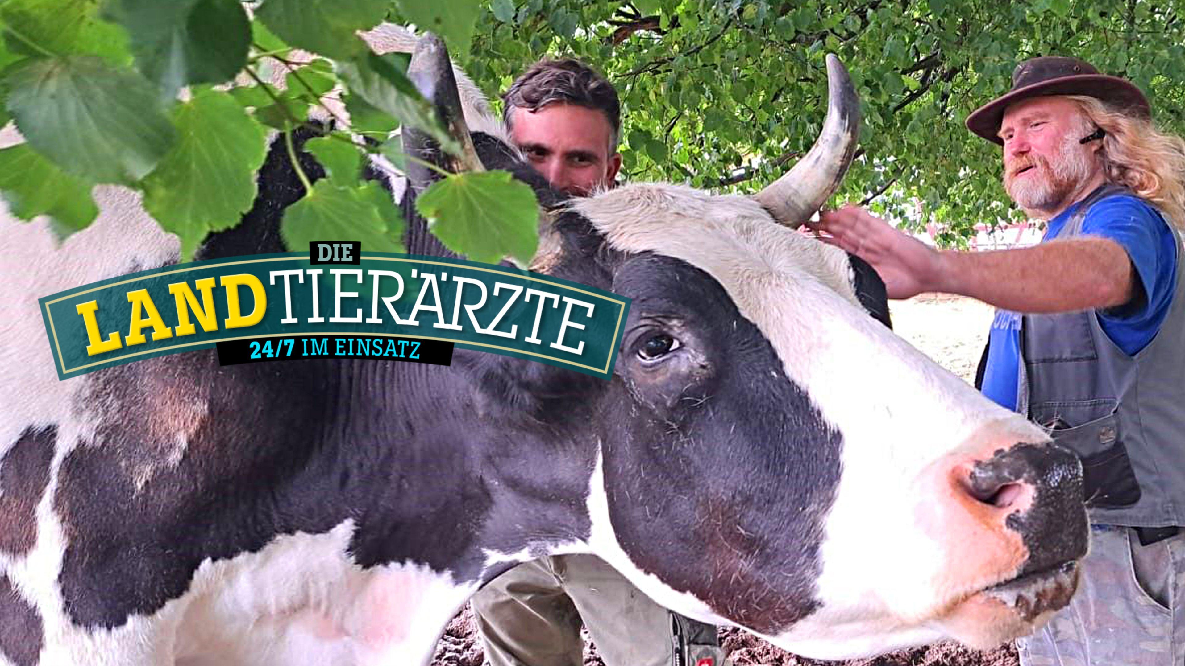 Die Landtierärzte - 24/7 im Einsatz