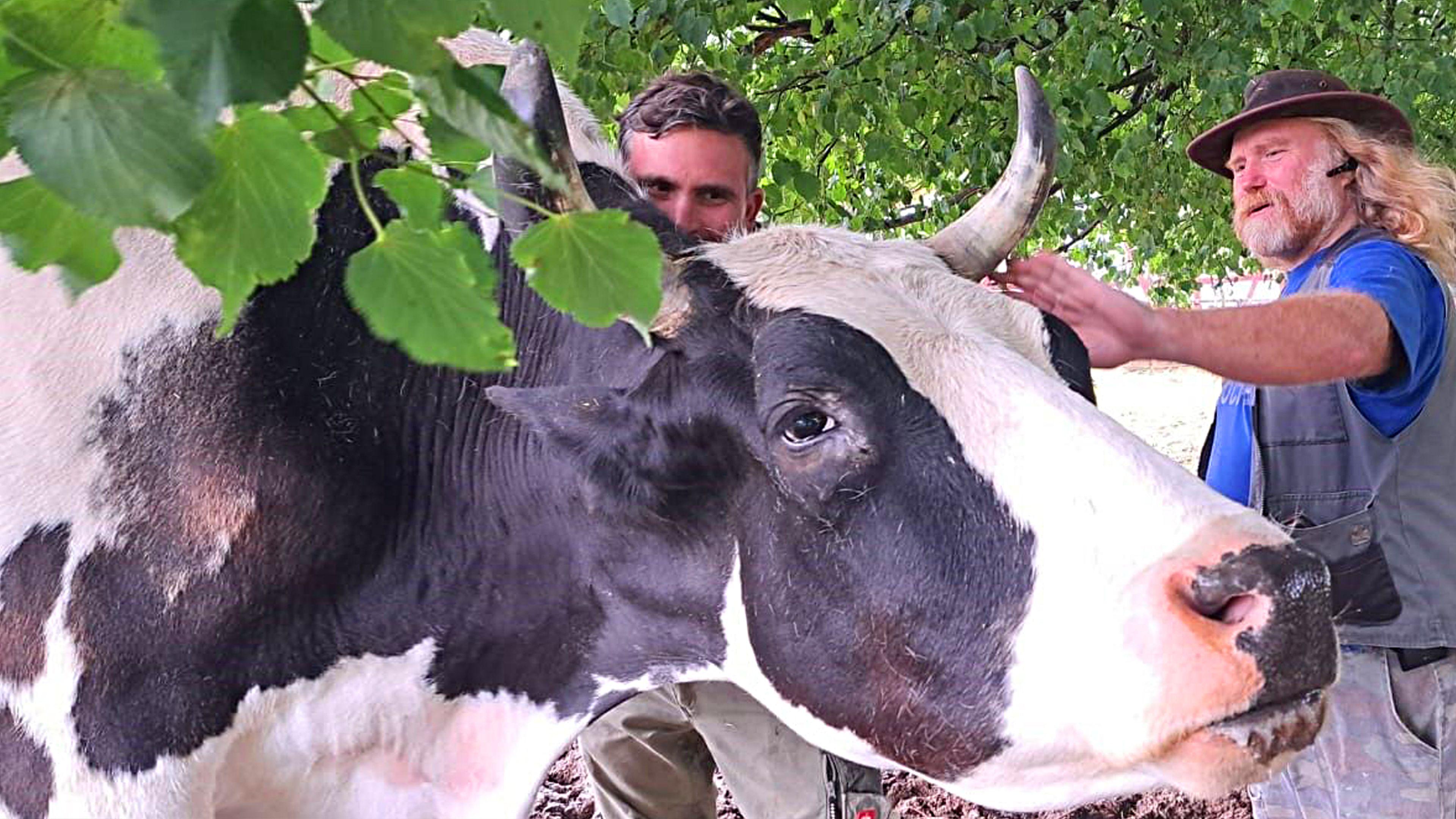 Die Landtierärzte - 24/7 im Einsatz