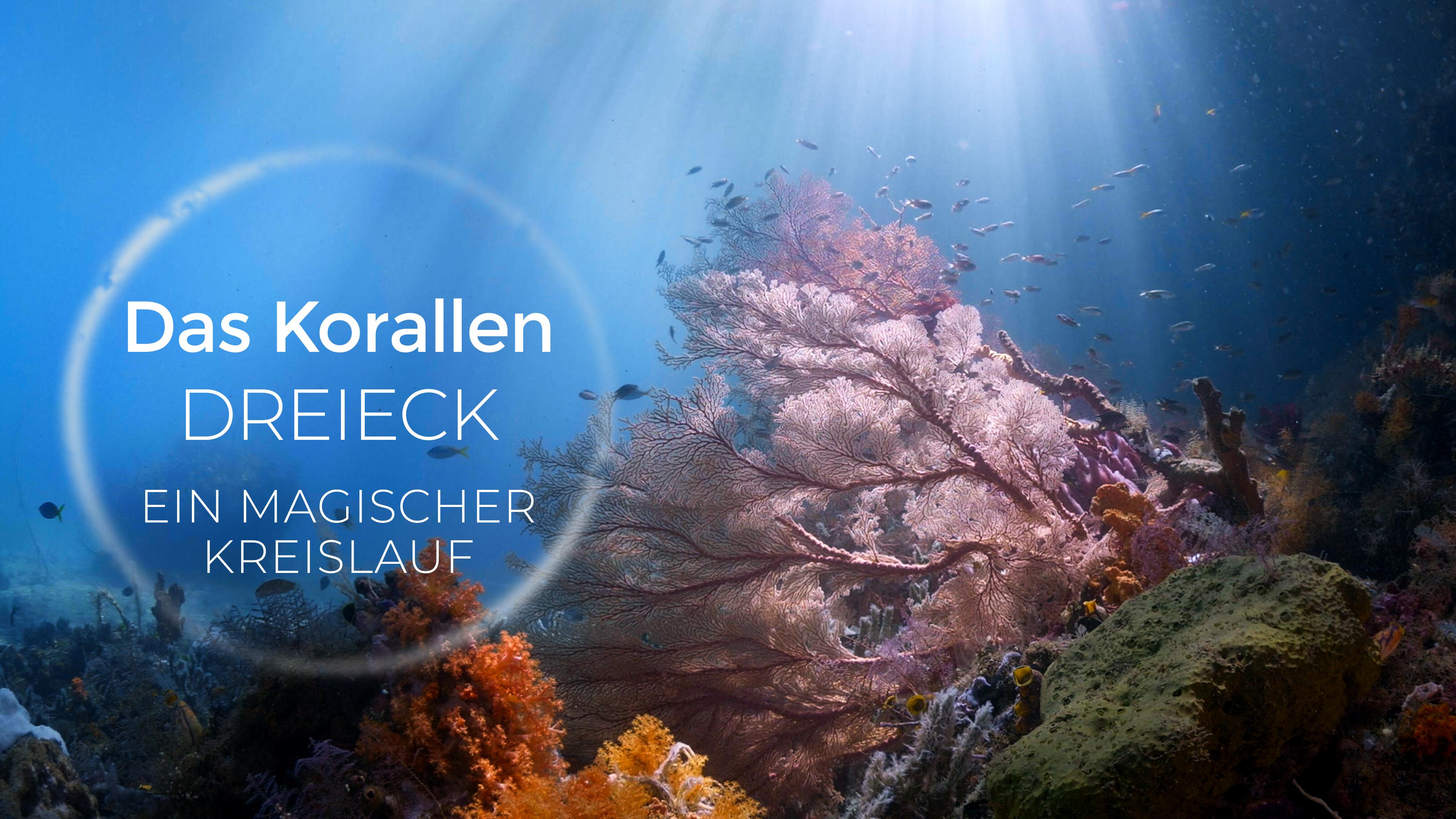 Das Korallendreieck - Ein magischer Kreislauf