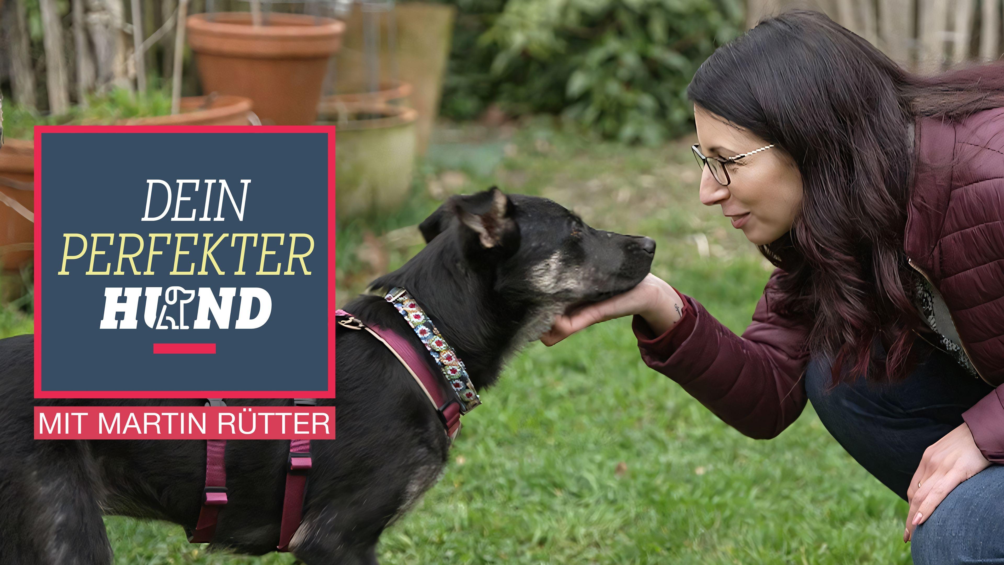 Dein perfekter Hund