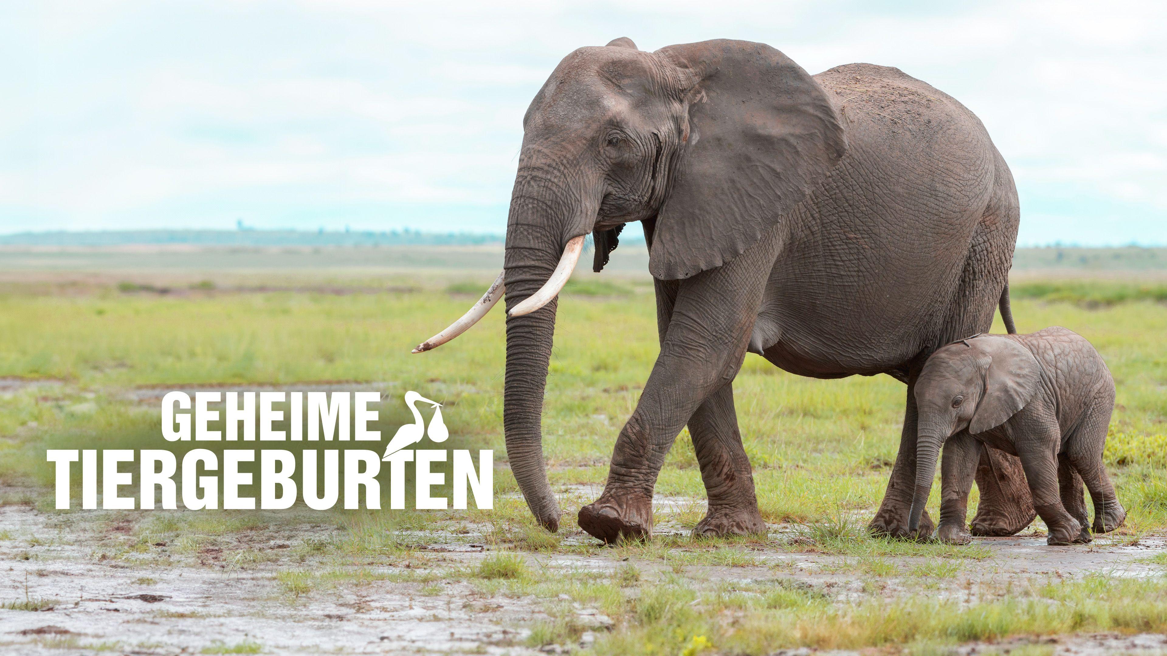 Geheime Tiergeburten