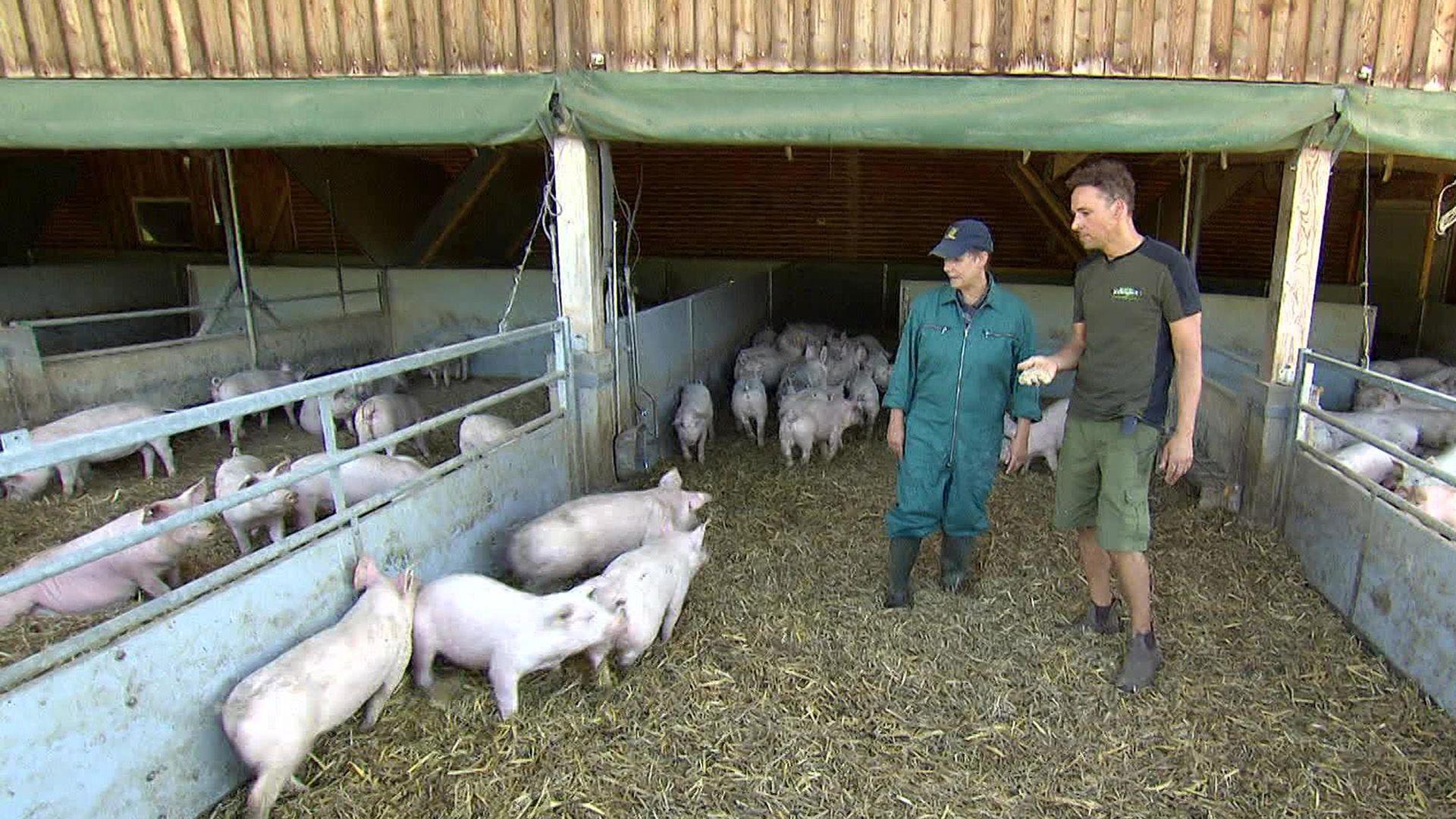 Schweinetierärztin Eva-Ursula Peitzmeier besucht Ferkel