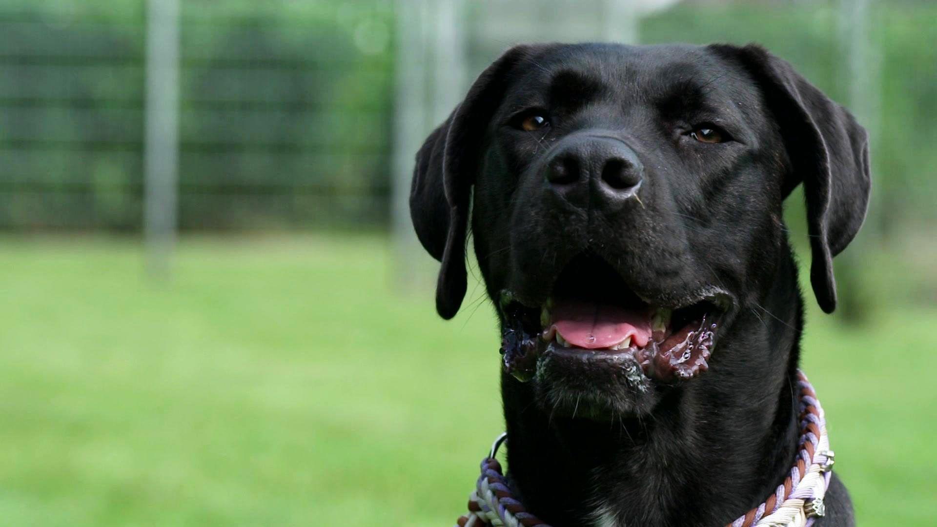 Die neuen Hunde