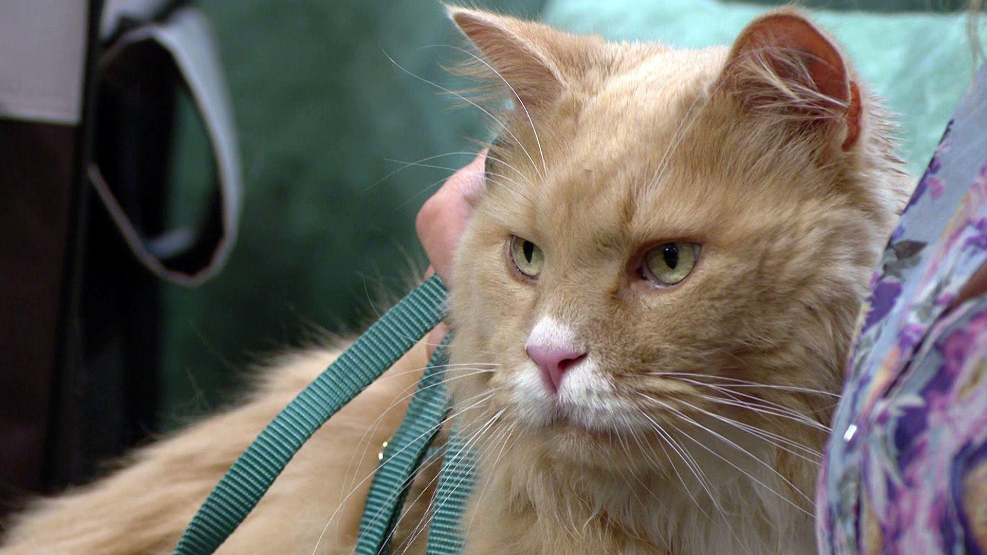 Kater Garfield rupft sich
