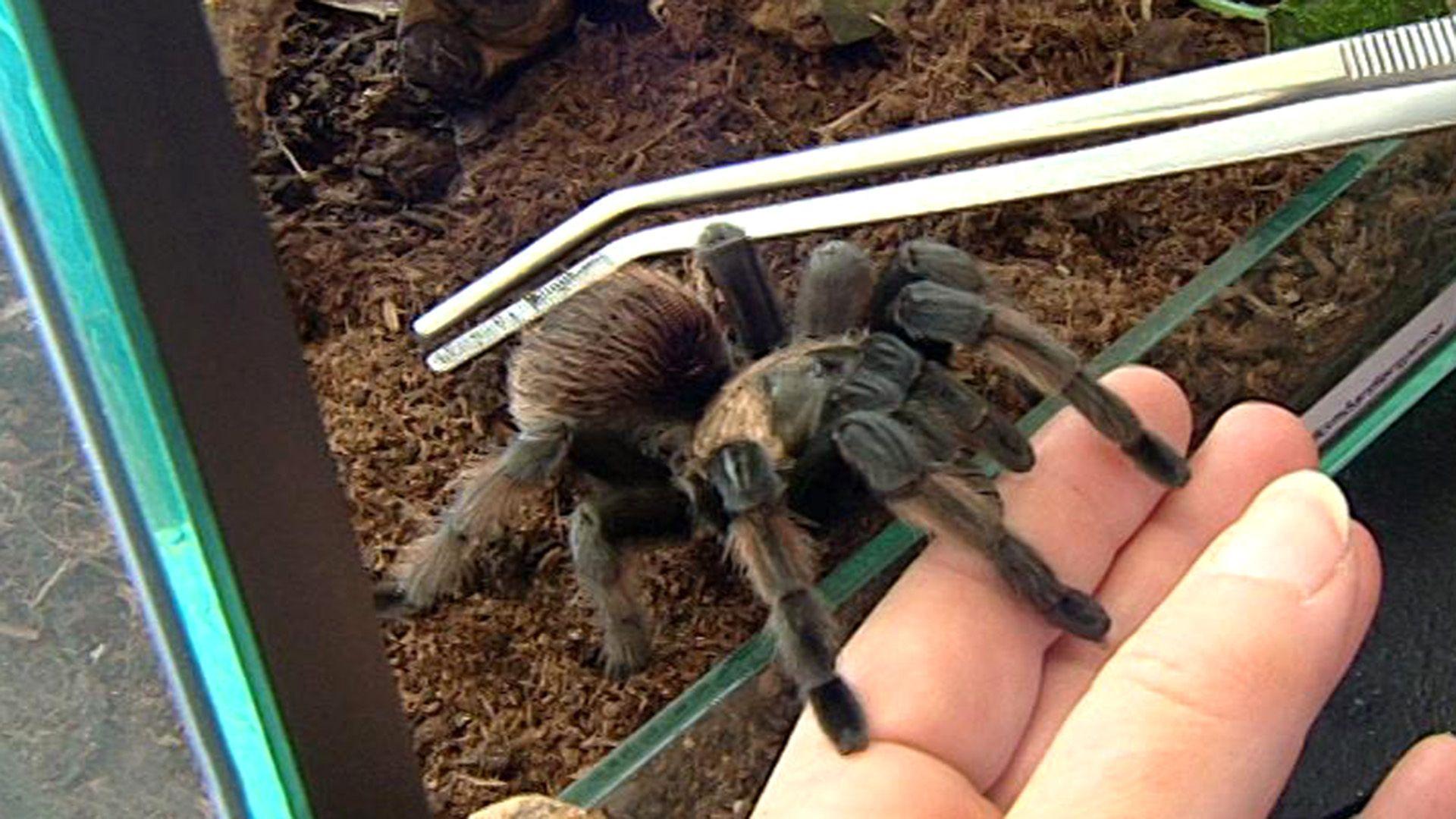 Riesen-Spinne in der Röhre