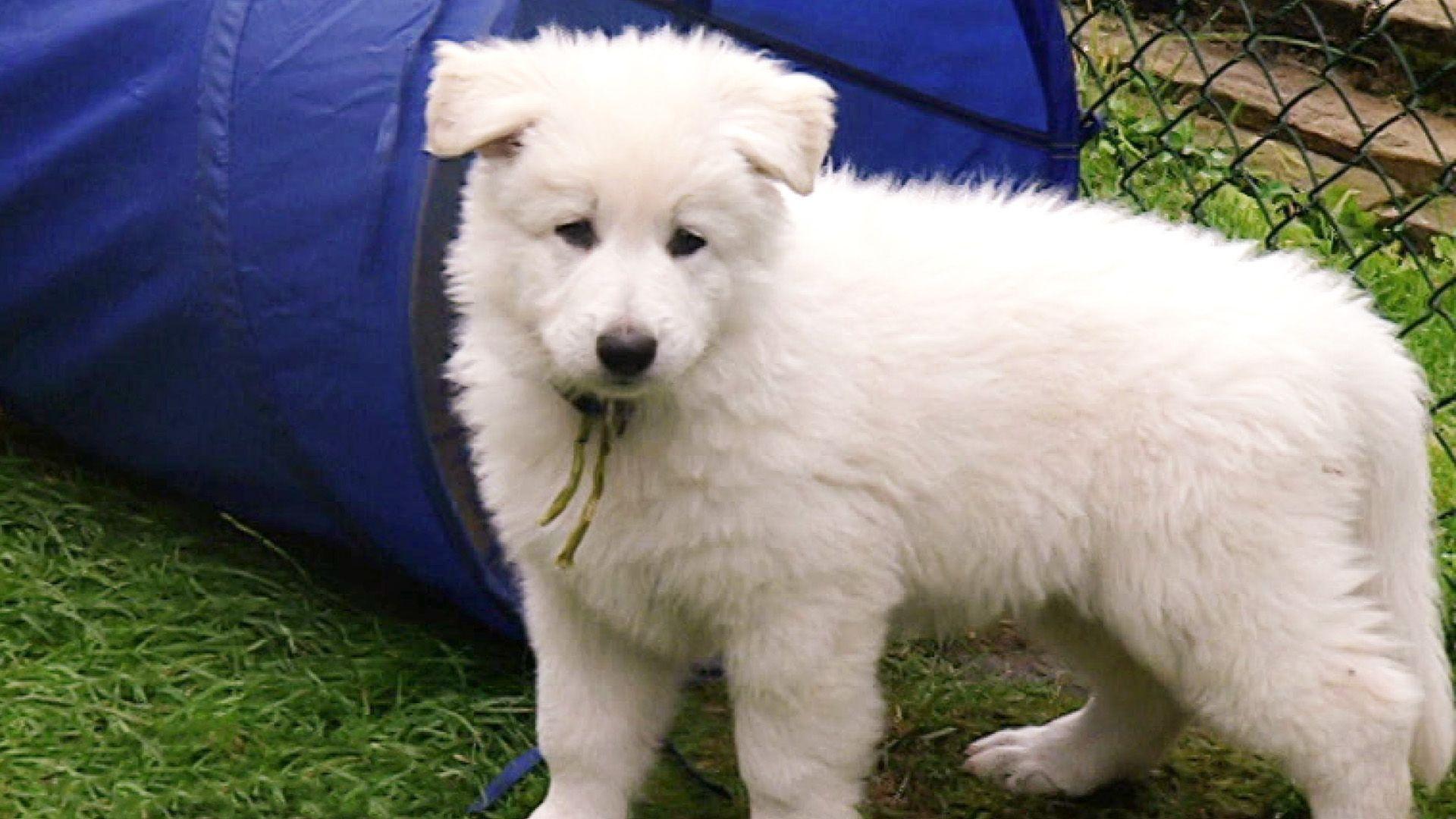Schweizer Schäferhunde blütenweiß