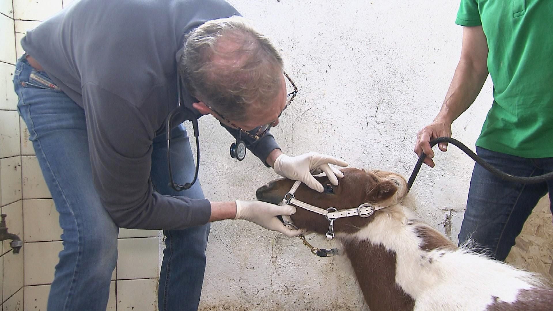 Gesundheitscheck für Minipony Pumuckel