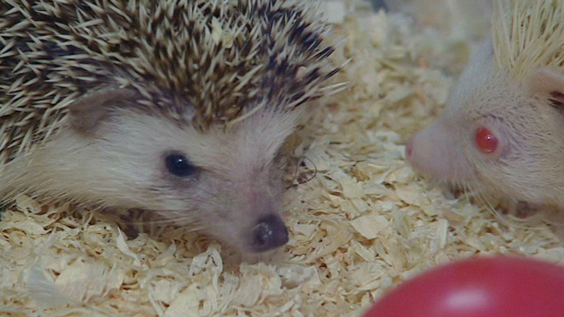 Afrikanische Igel