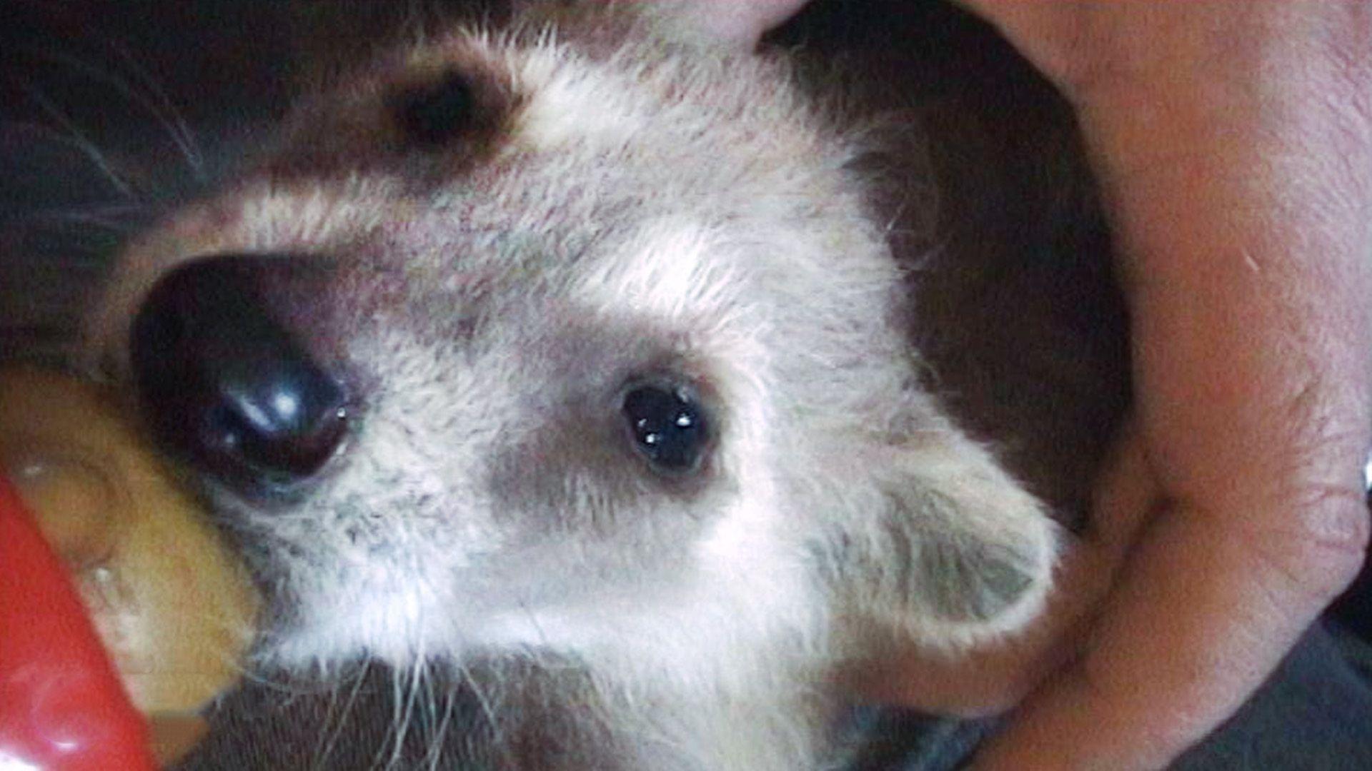 Kindergeburtstag mit Baby-Waschbär
