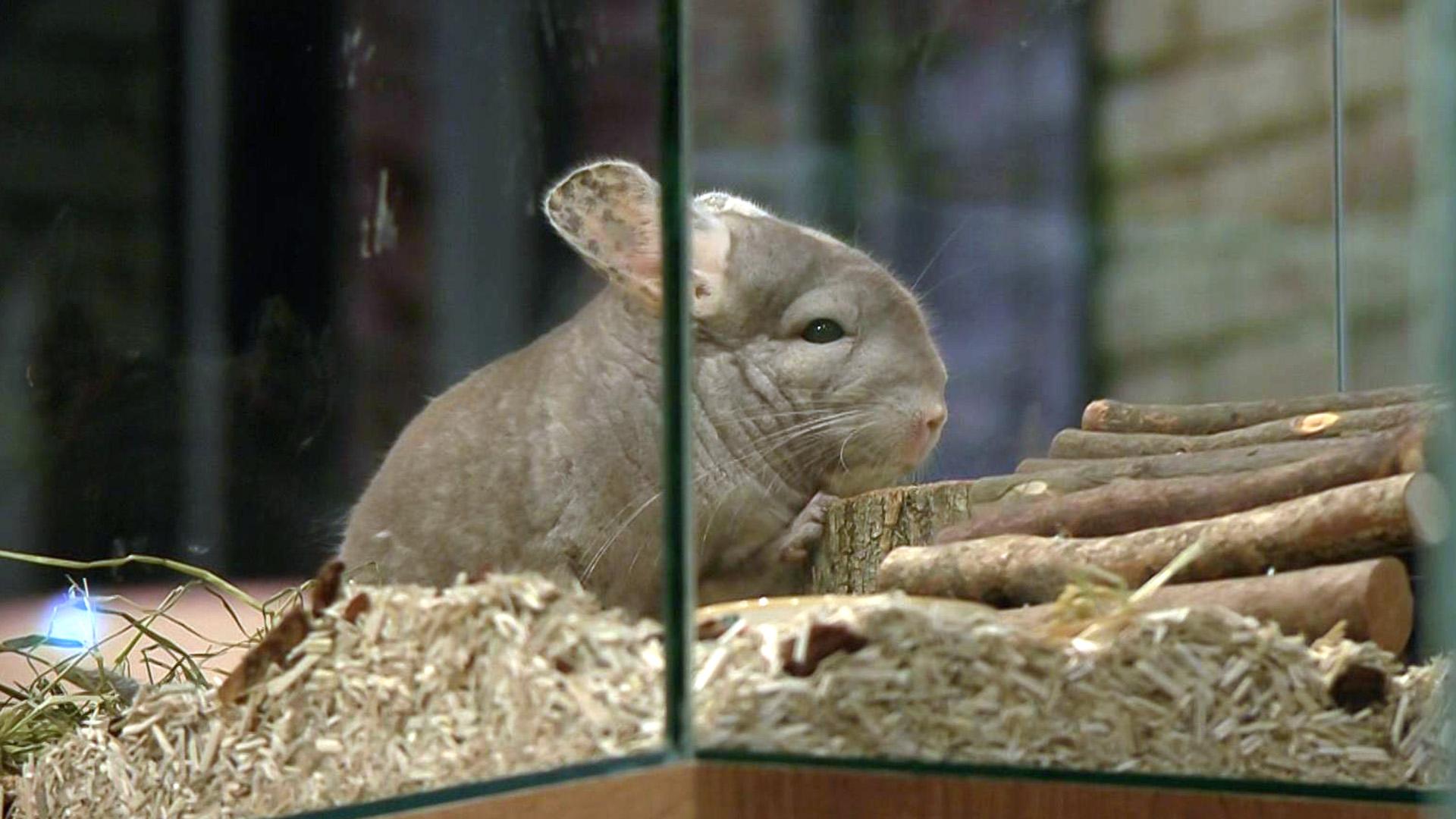Tipps für die Haltung von Chinchillas