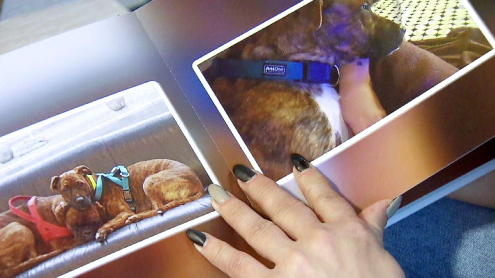 Sind Tiere Sachen? Wenn Hunde einen Anwalt brauchen