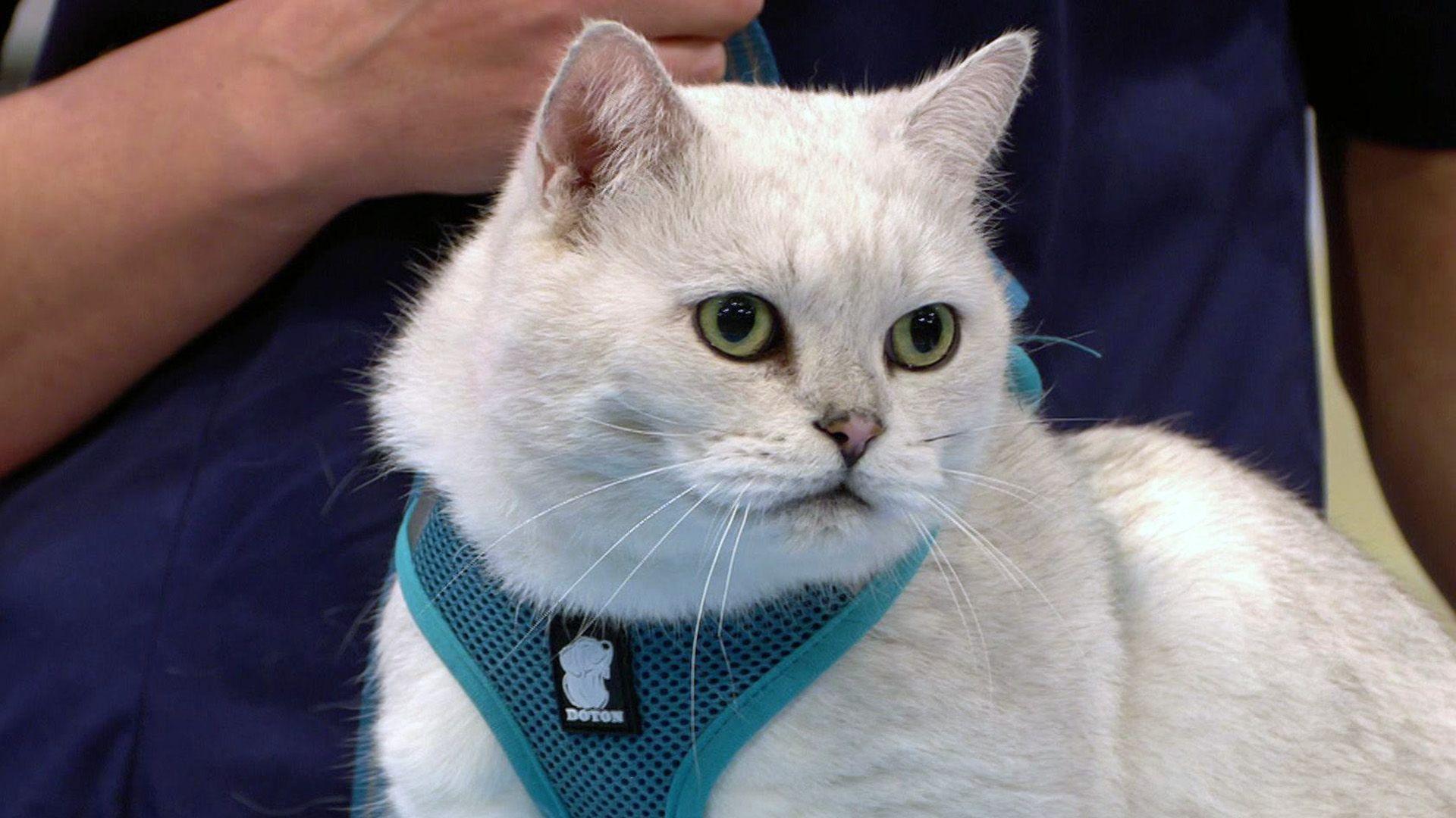 Kater Leo prügelt sich ständig