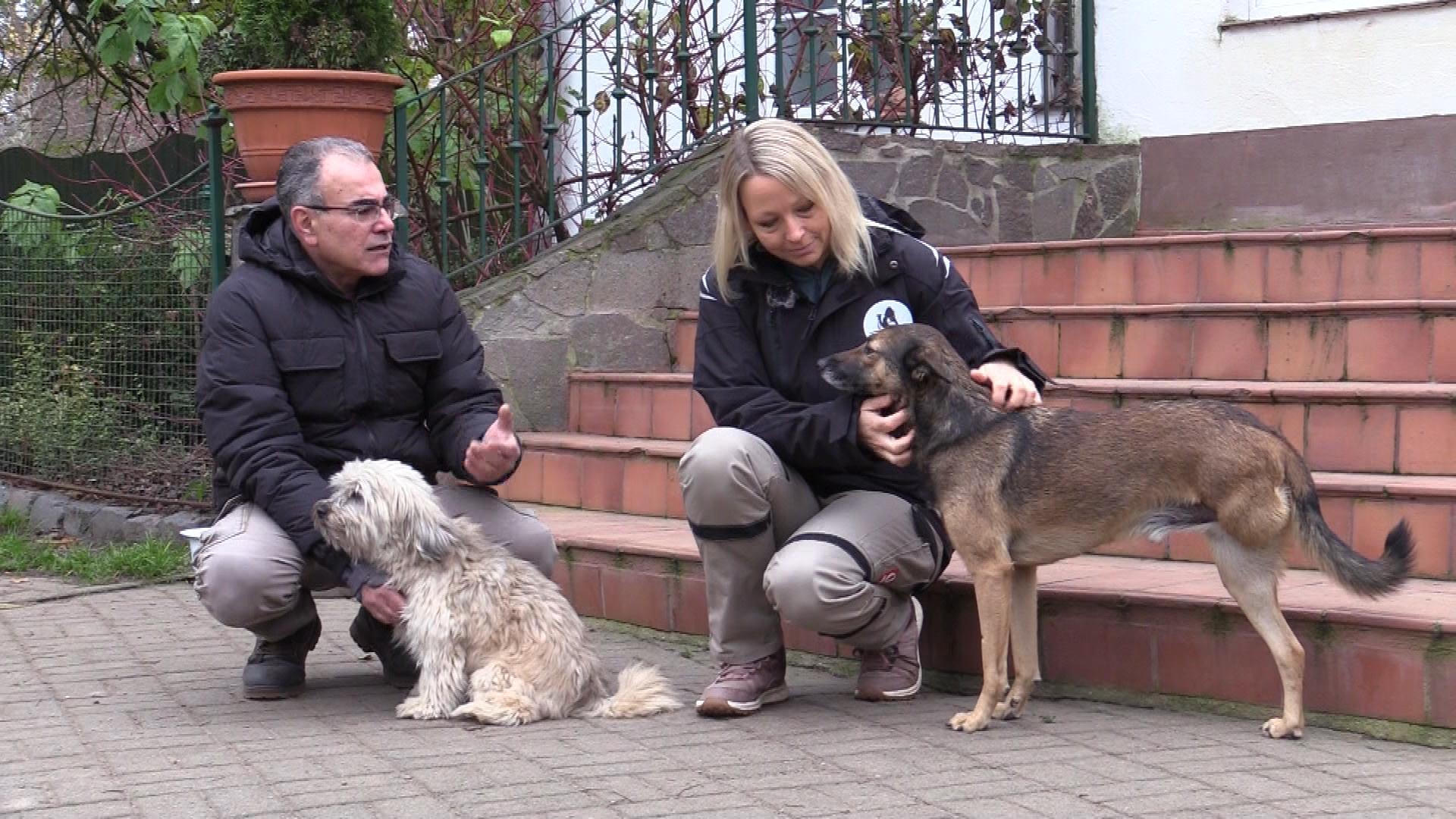 Tierretterin im Kriegsgebiet - Eine Frau riskiert ihr Leben