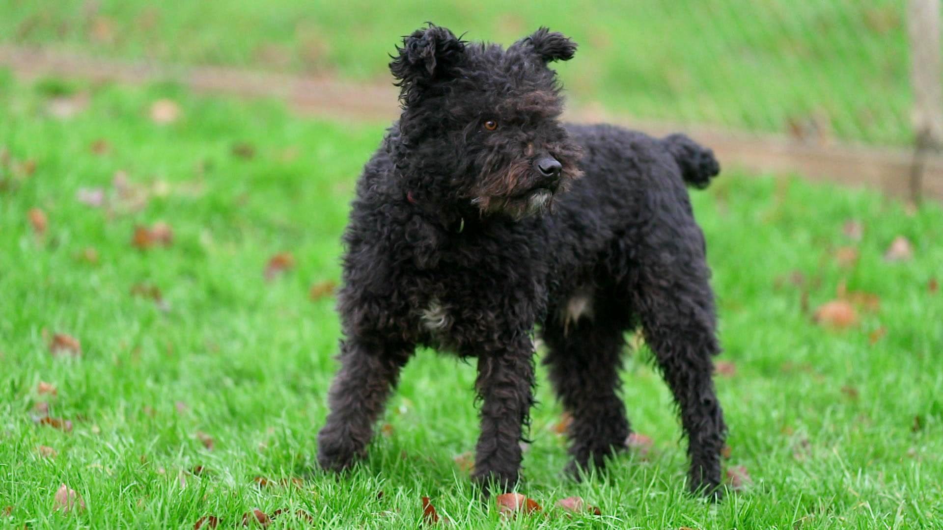 Die neuen Hunde