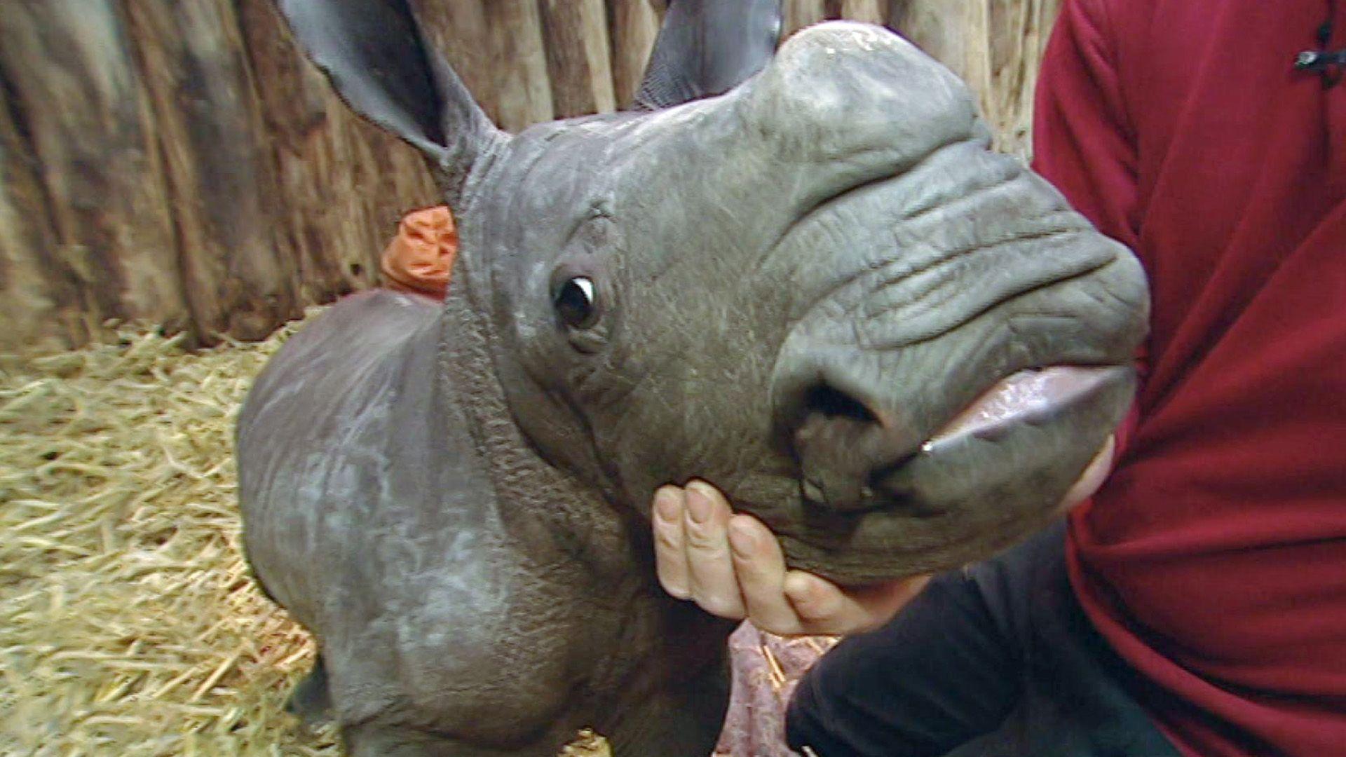 Nashorn-Baby als Bettnachbar
