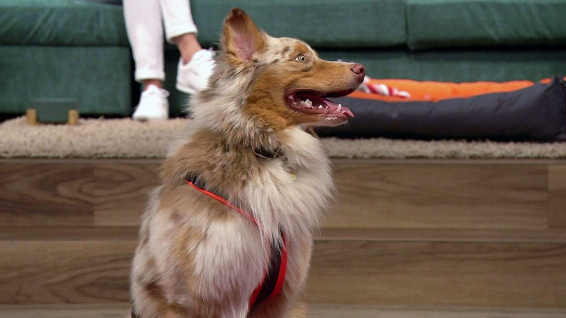 Australian Shepherd "Sky" kommt nicht zur Ruhe