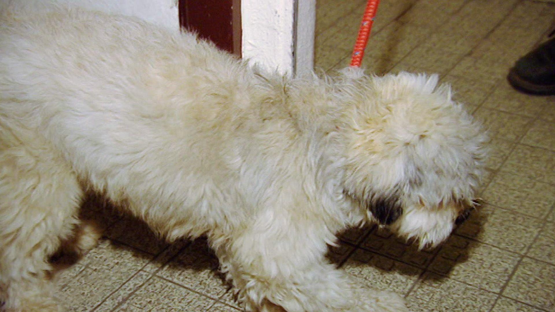 Hund "Rico" im Gefängnis