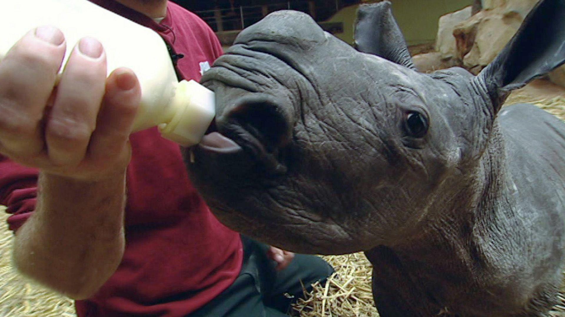 Wellnesskur für Nashorn-Baby Ebun