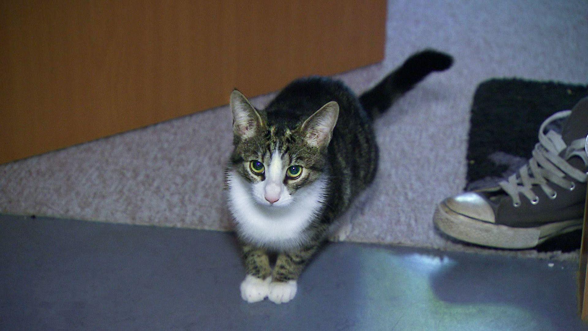 Schmusekatze