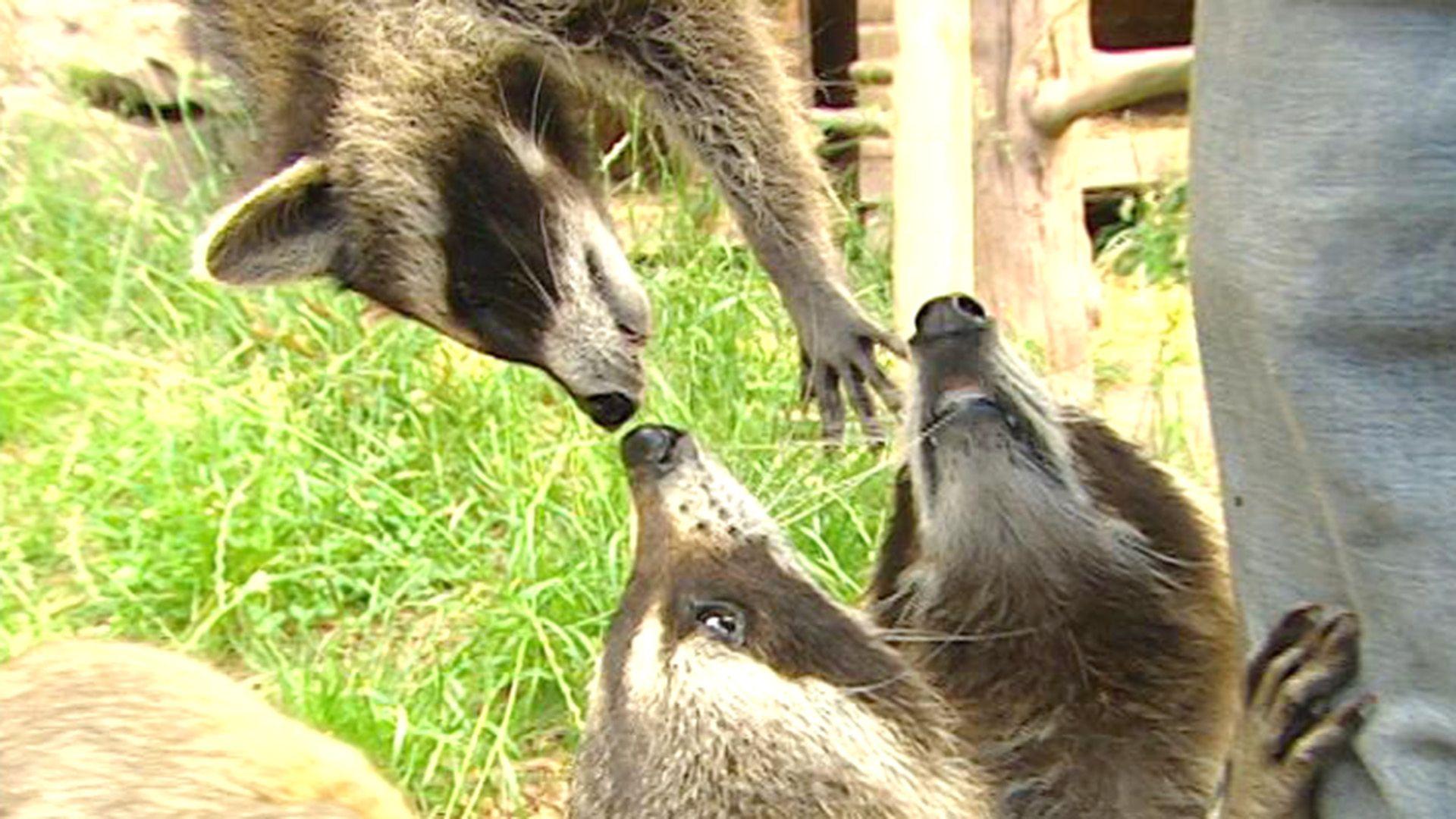 Gefährliches Waschbär-Familientreffen