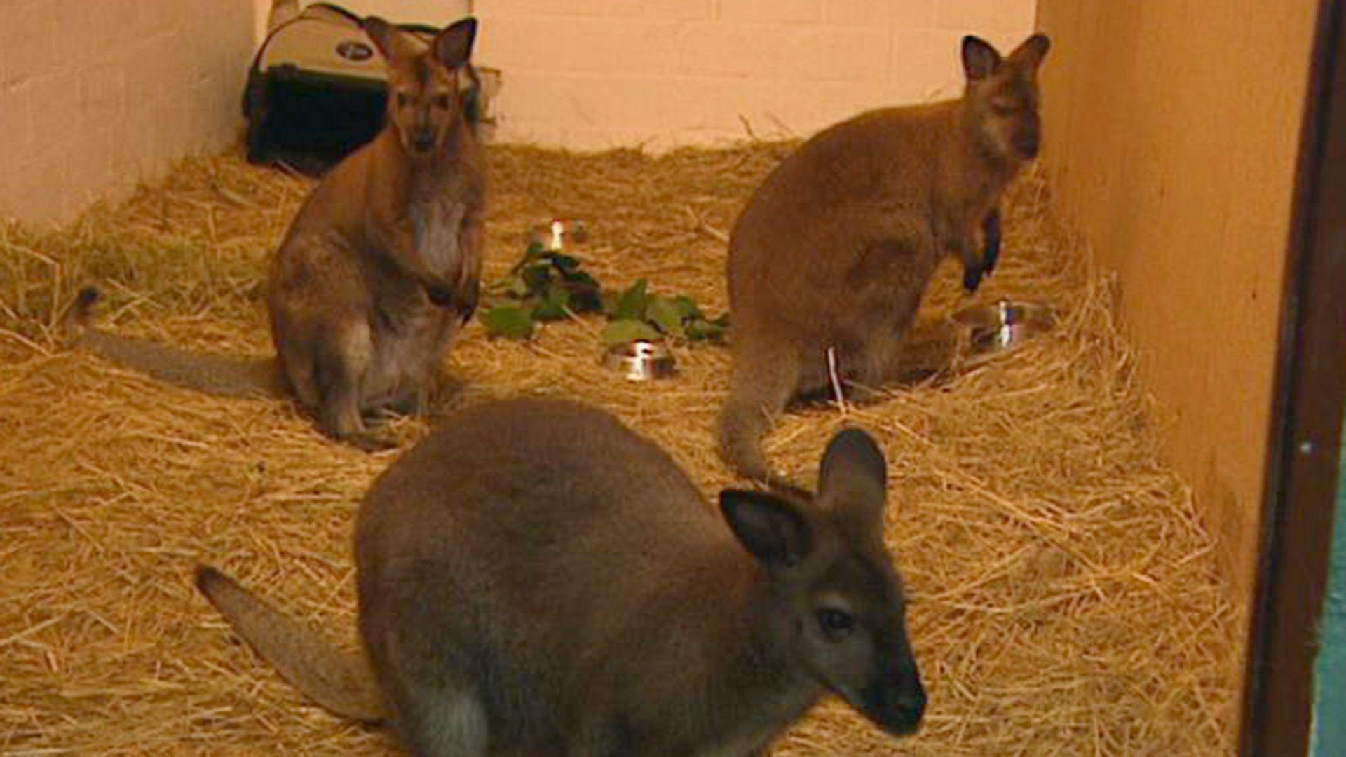 Känguru im Kofferraum