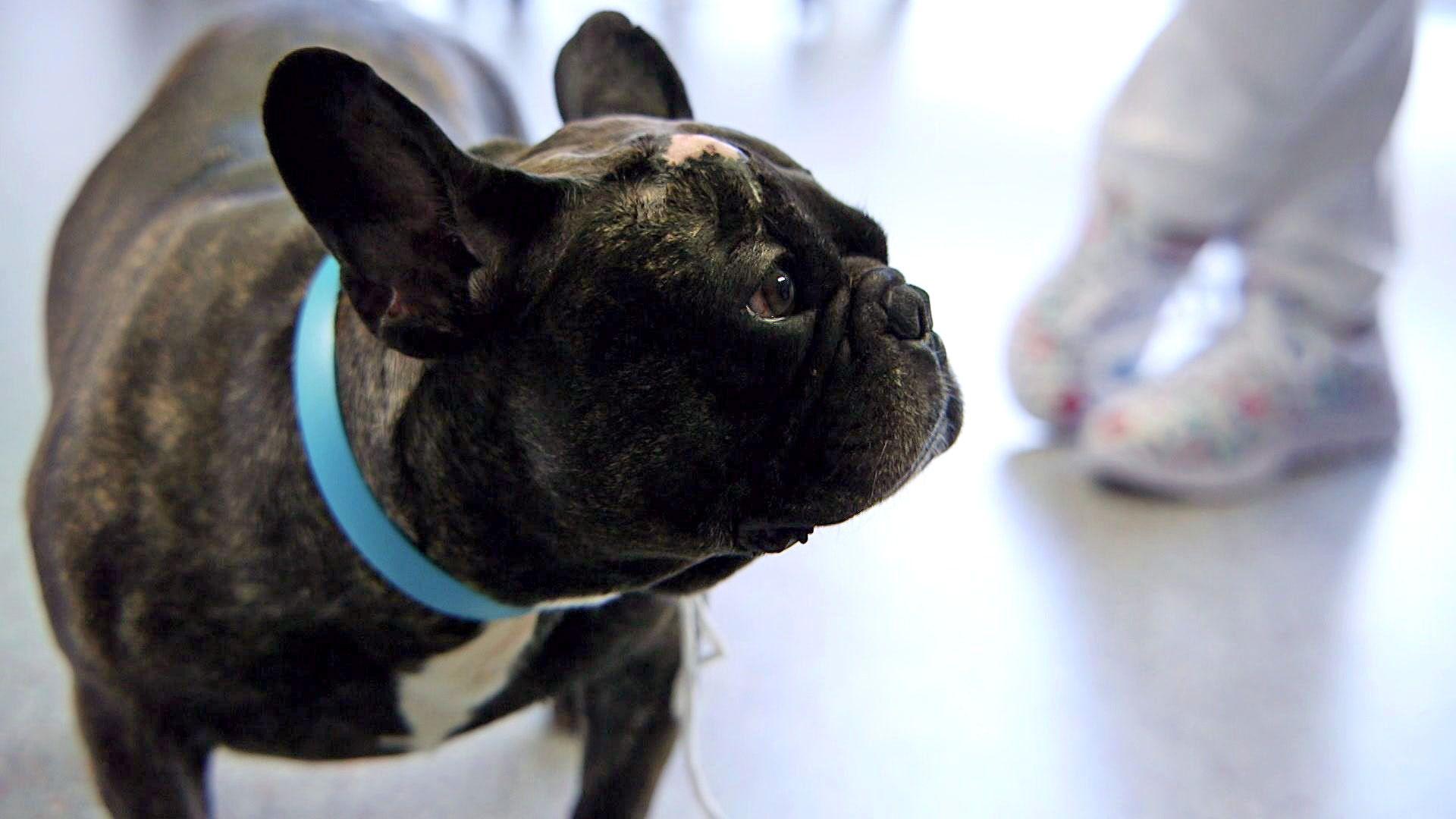 Rückenschmerzen bei einer französischen Bulldogge
