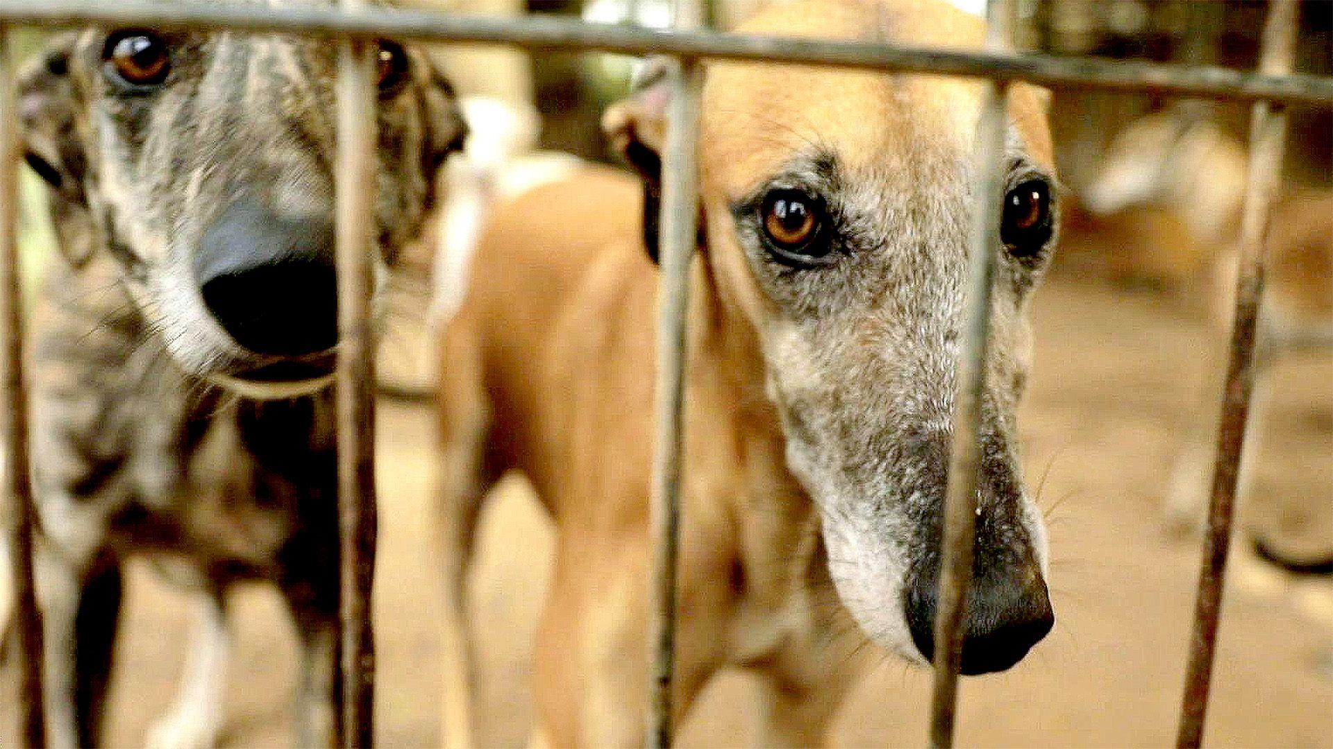 Galgo Español - das tragische Schicksal der spanischen Windhunde