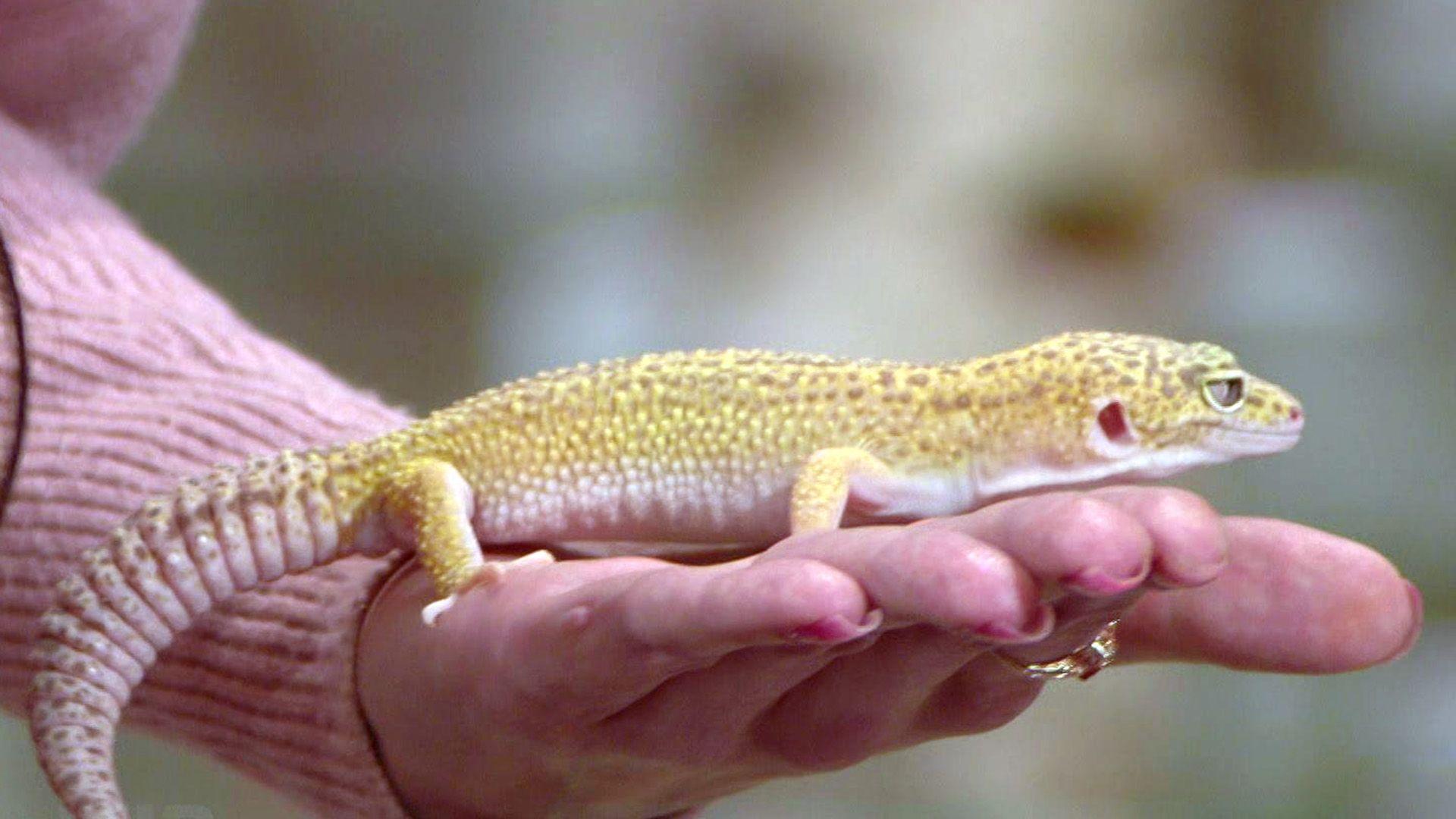 Katinka hält Leopardgeckos