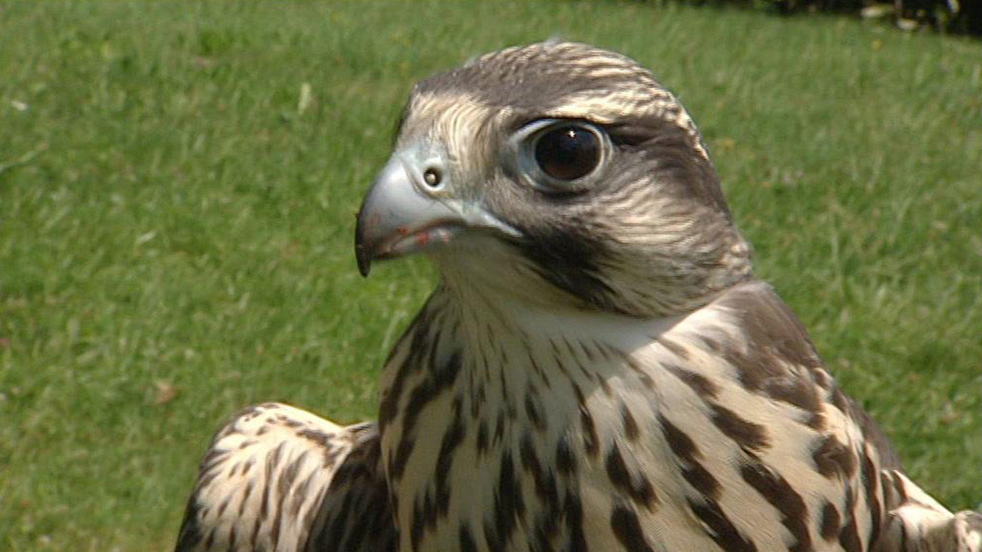 Ein Greifvogel auf Erkundungstour