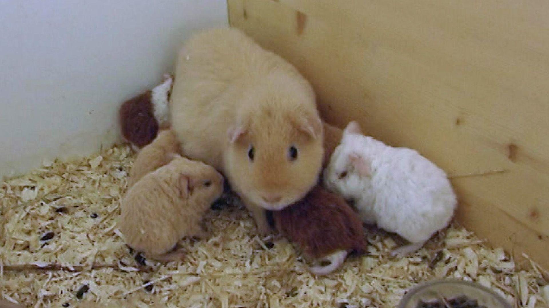 Familienzuwachs