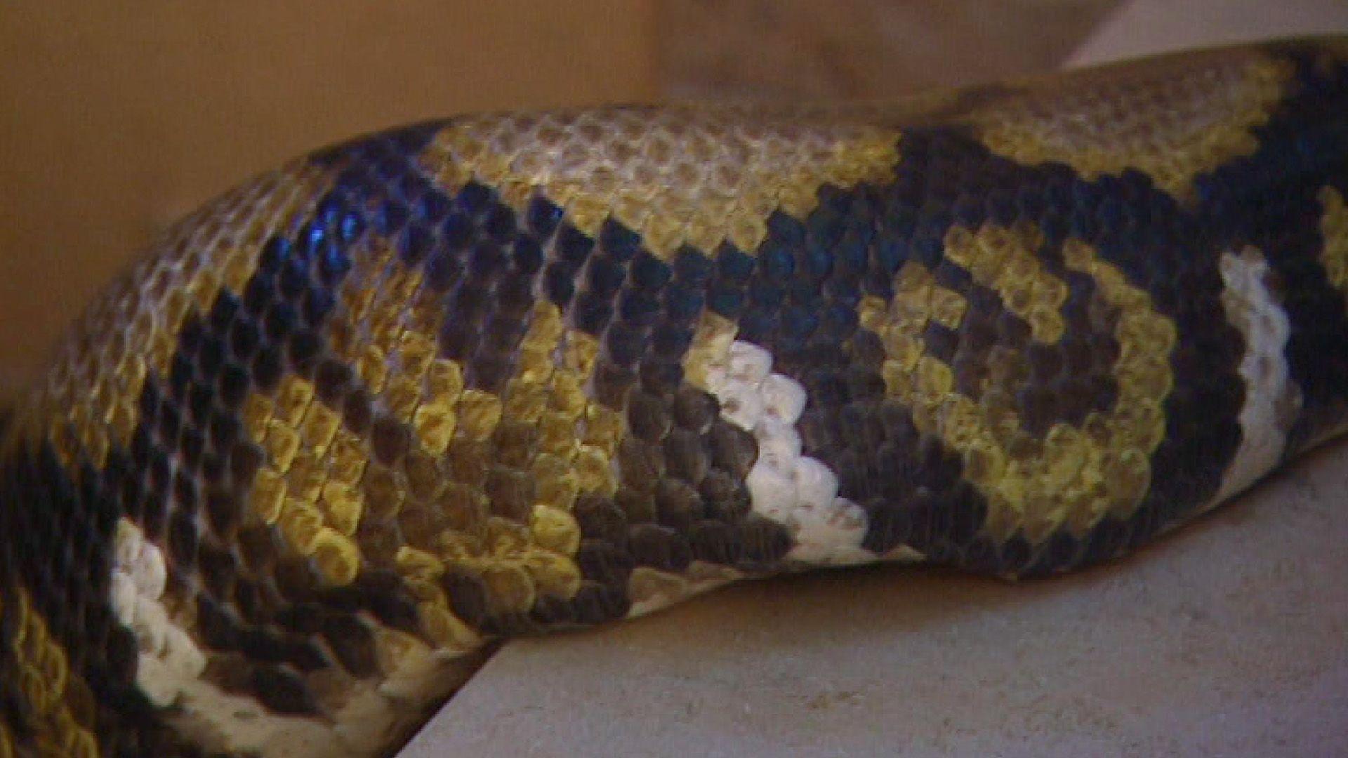 Python im Treppenhaus
