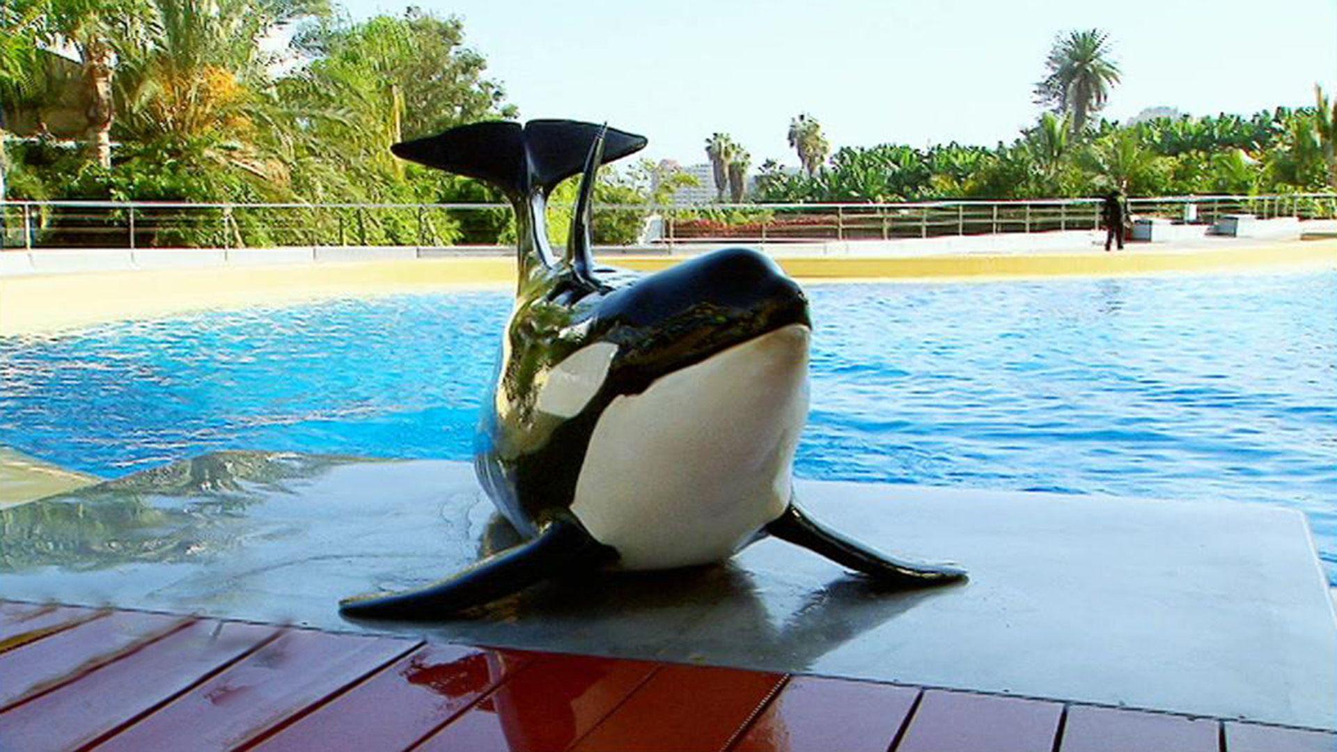 Orca-Nachwuchs