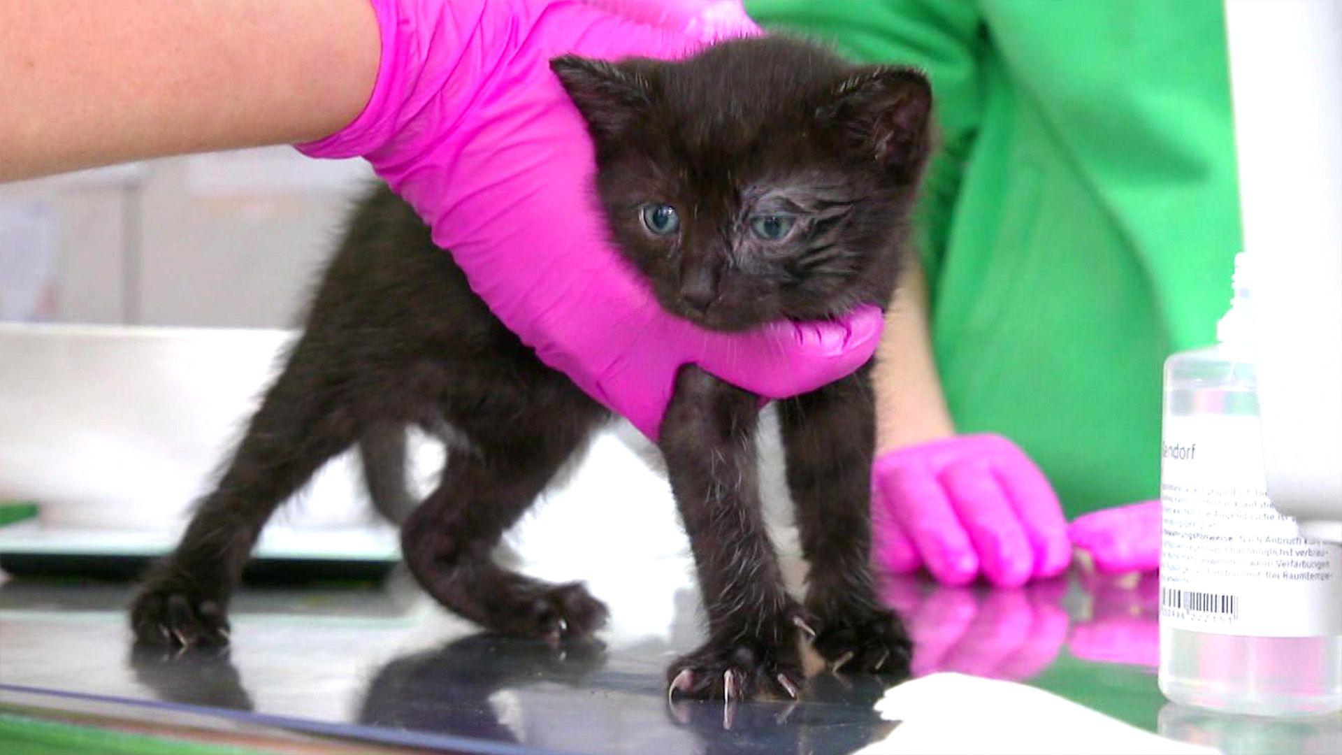 "Projekt Kitty" kümmert sich um Straßenkatzen
