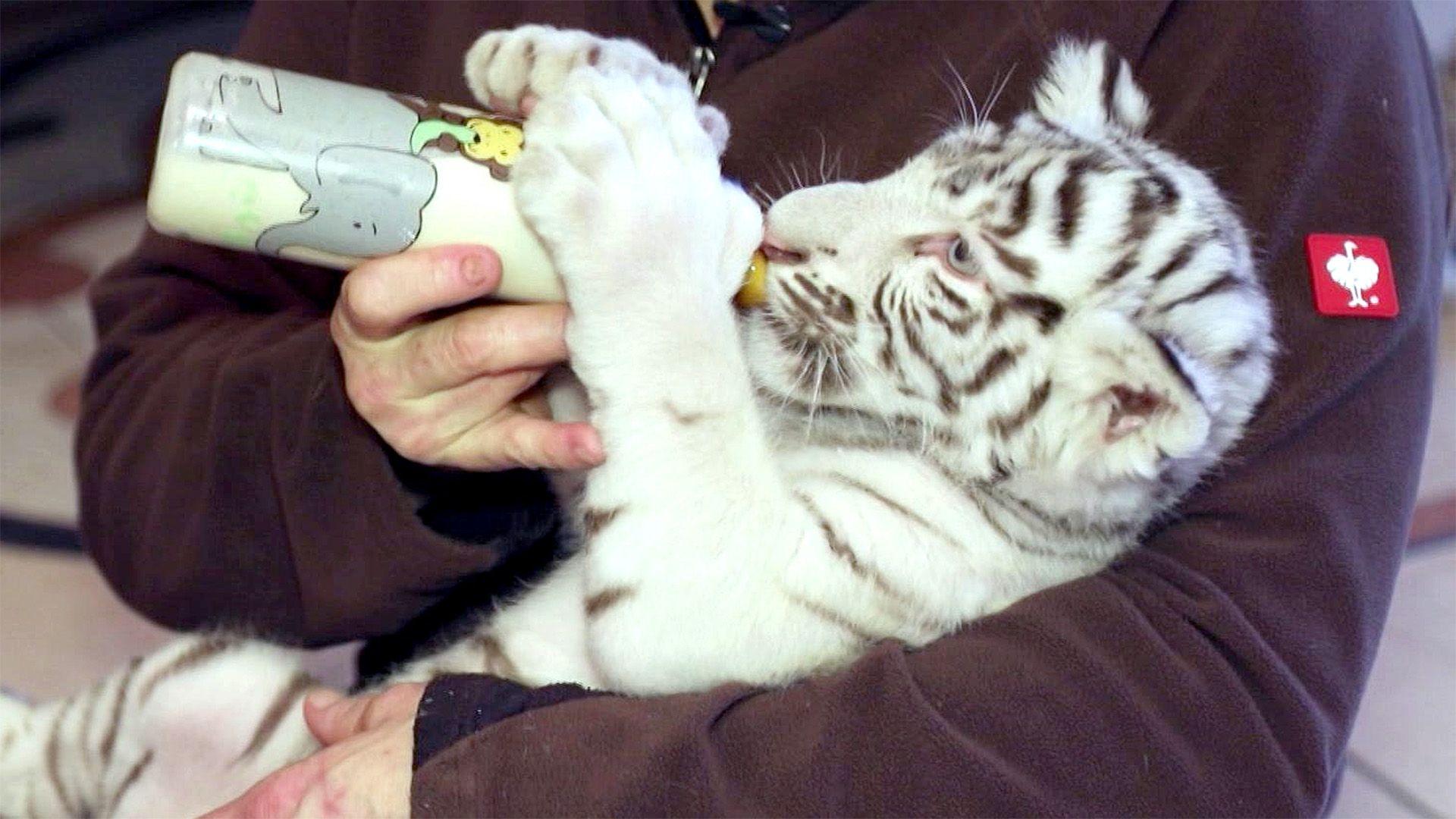 Thema heute u.a.: Die Tigerbabies "Peach", "Pearl" und "Cappo"