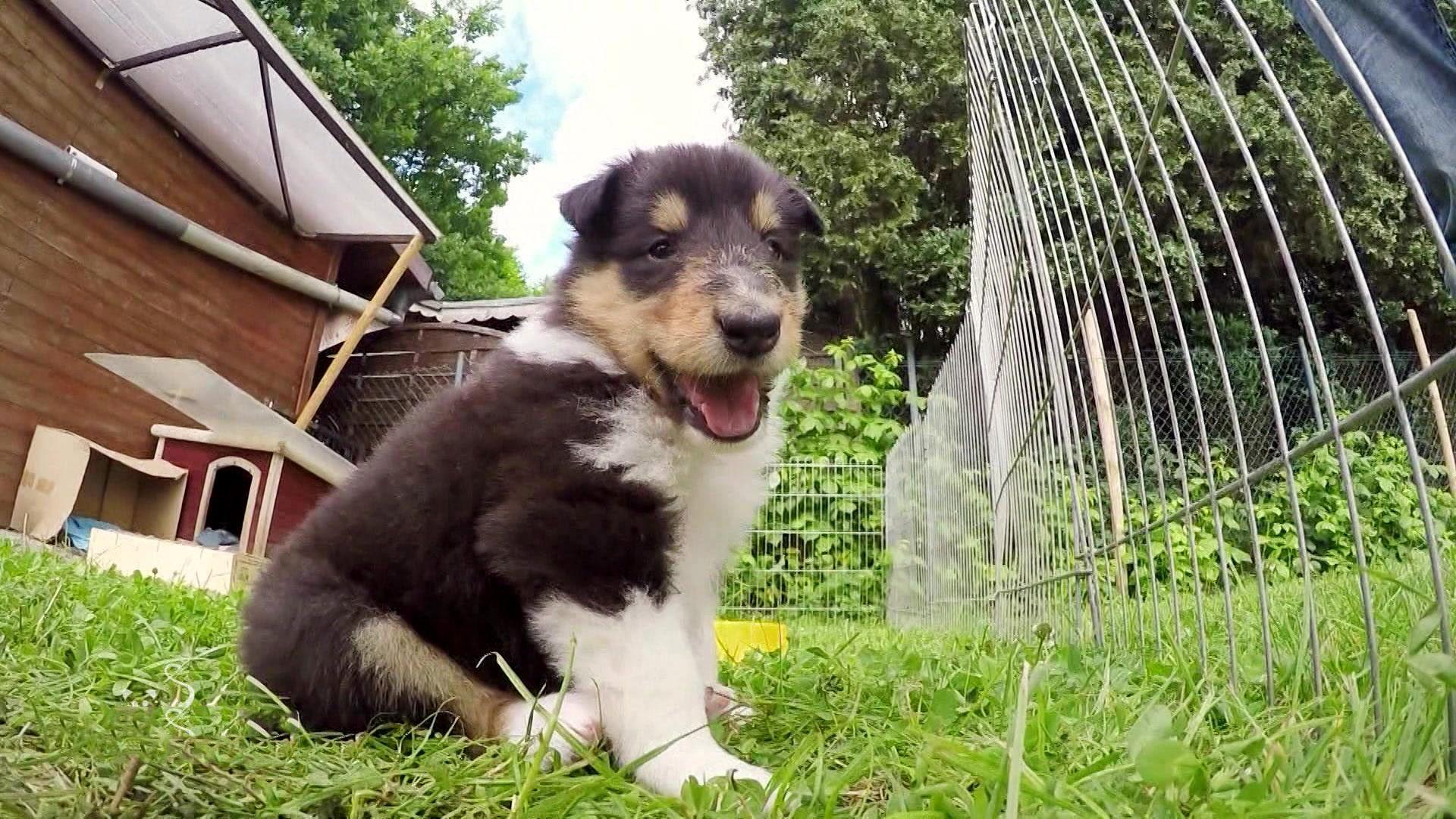 Generation Lassie