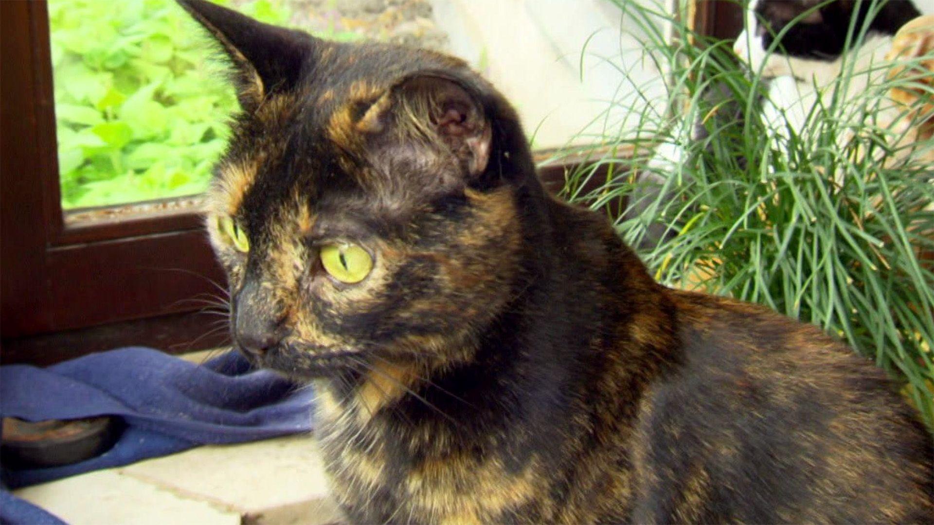 Kleine Katze, große Stadt