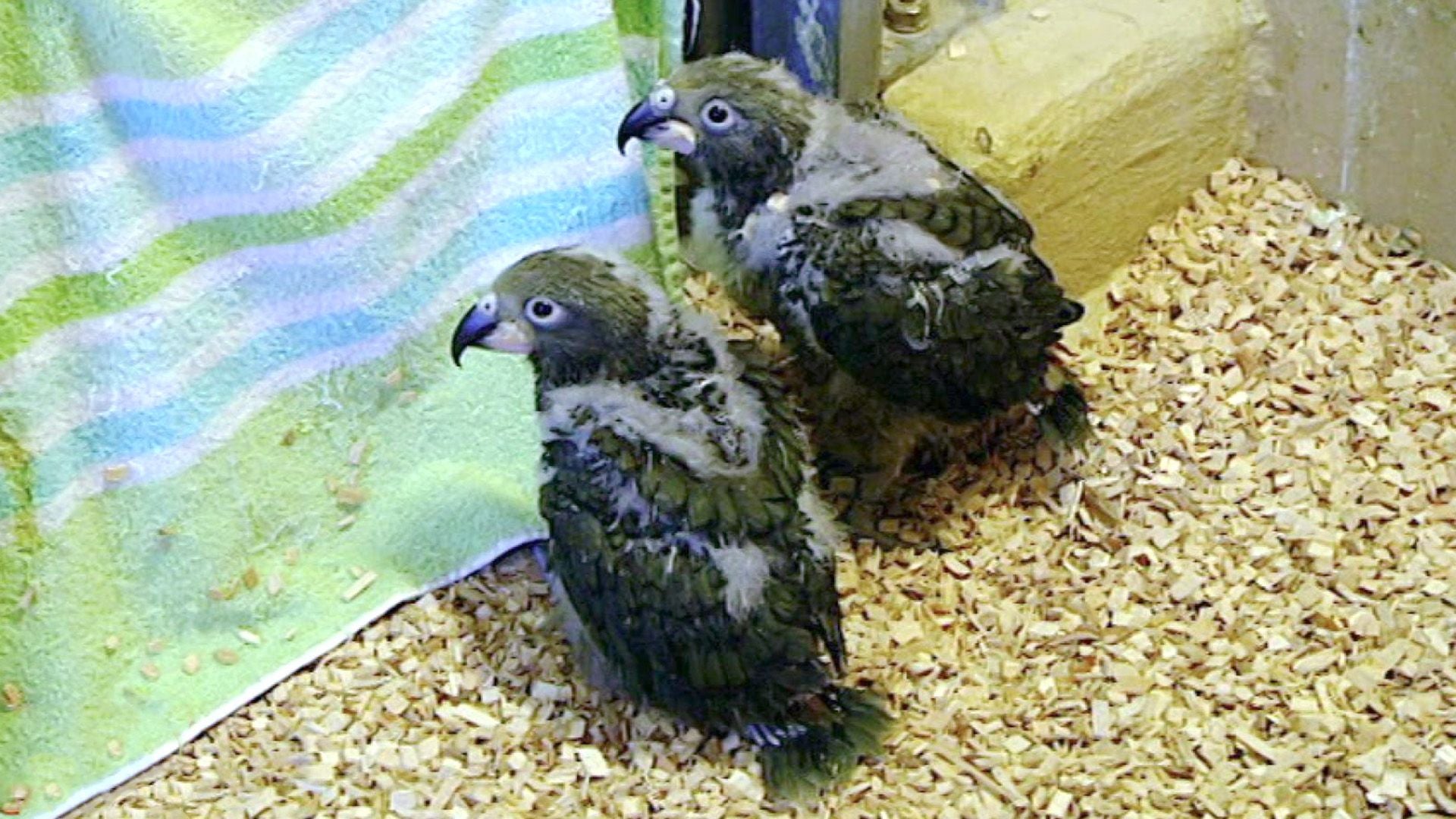 Kea-Nachwuchs