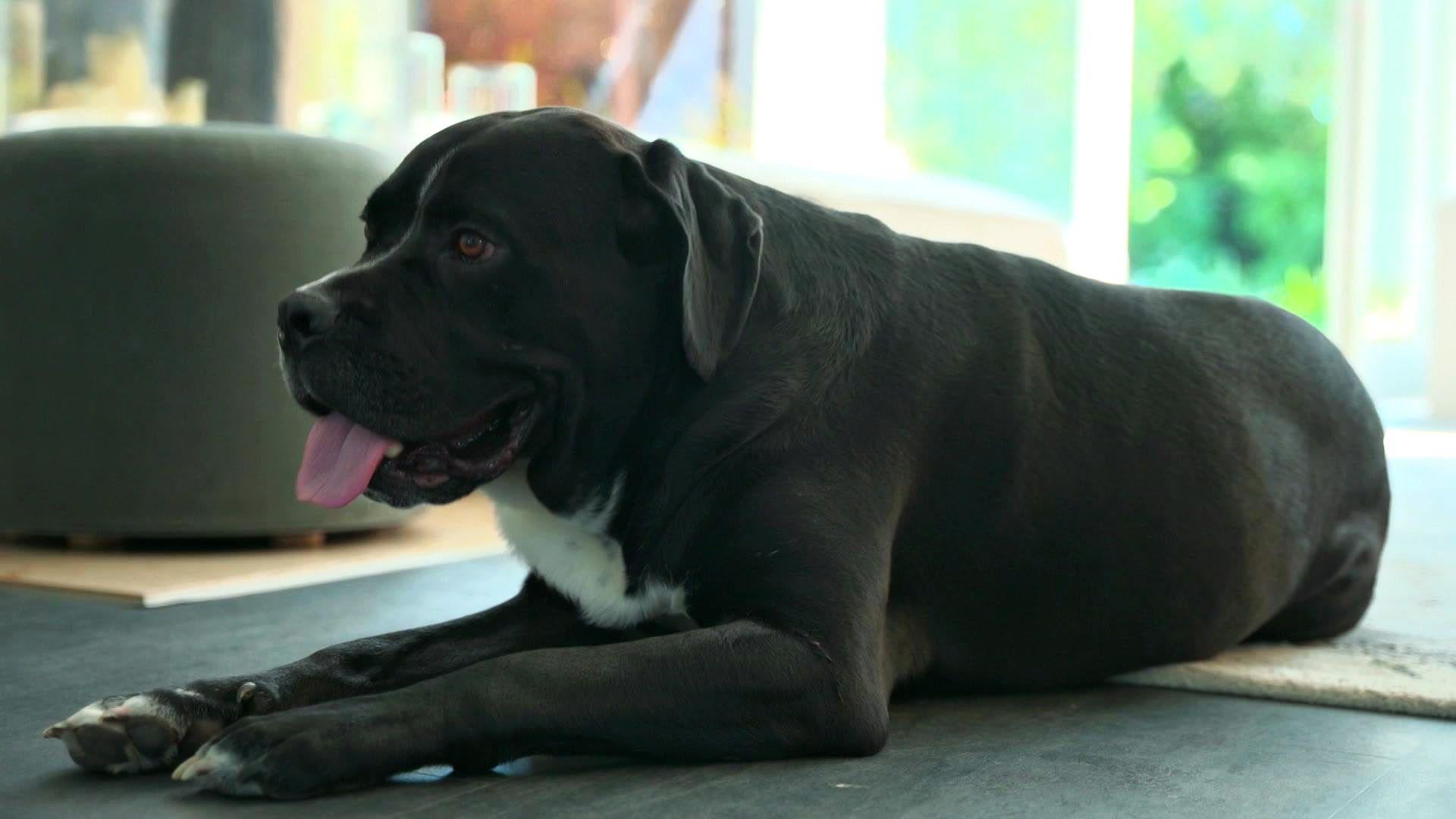 Die großen Hunde - Martins XXL-Fälle