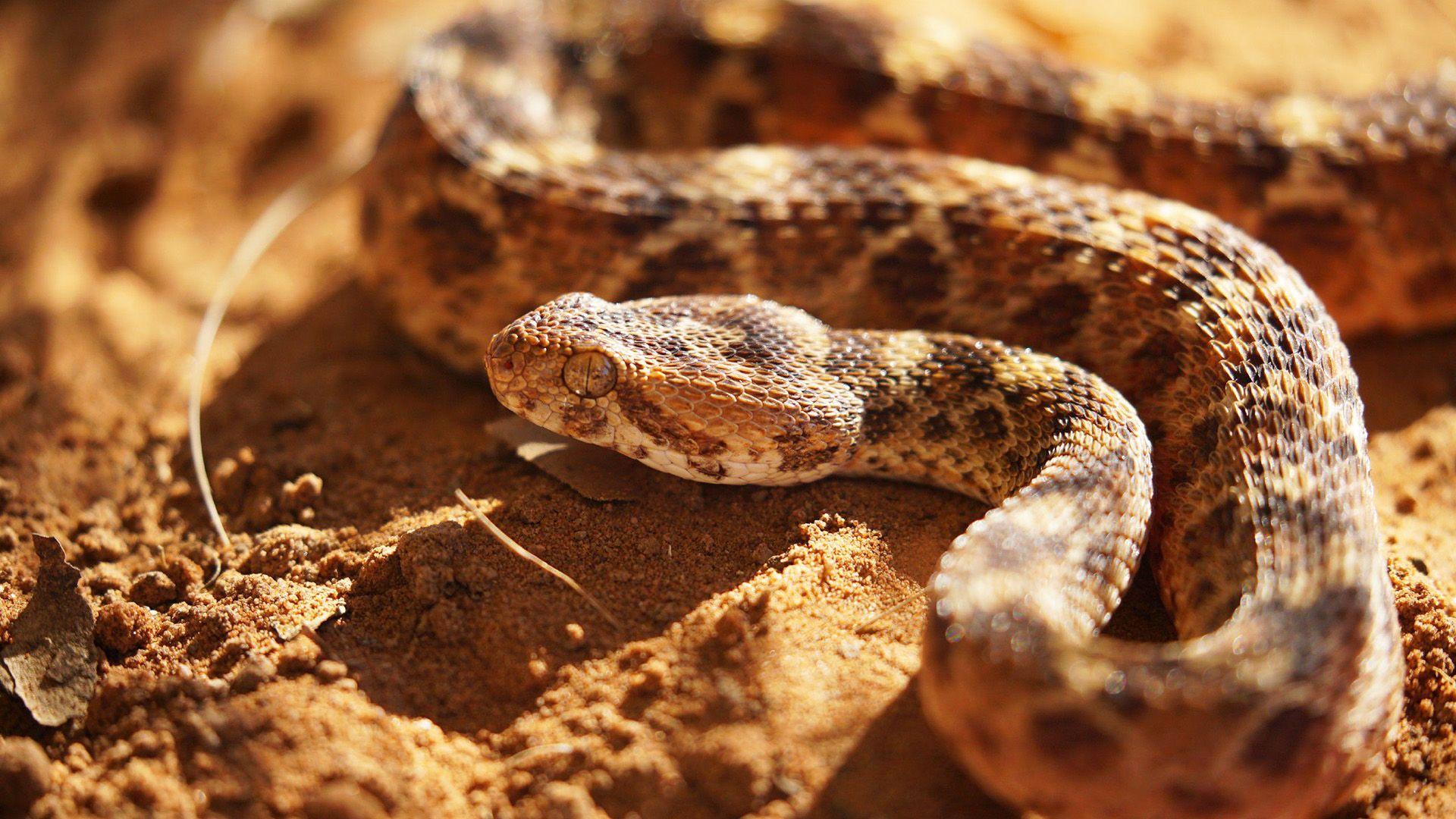 Viper