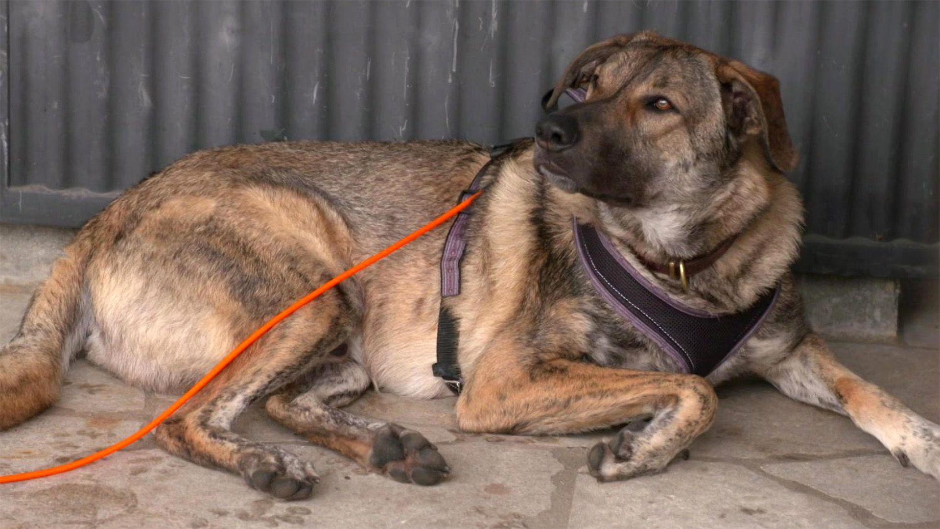 Schäferhund-Mix Peejay springt Besucher an.