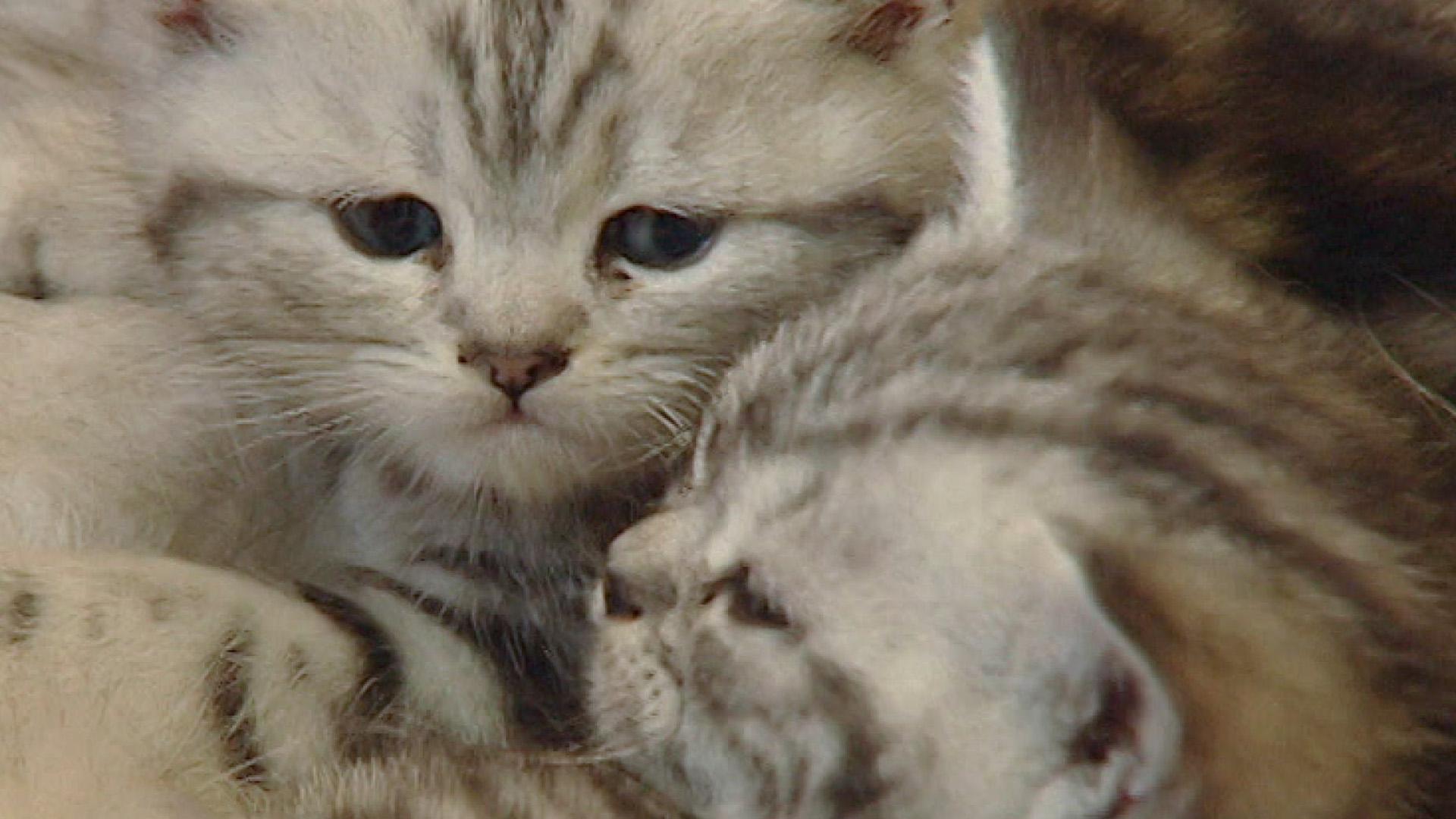 Kuschelkatzen