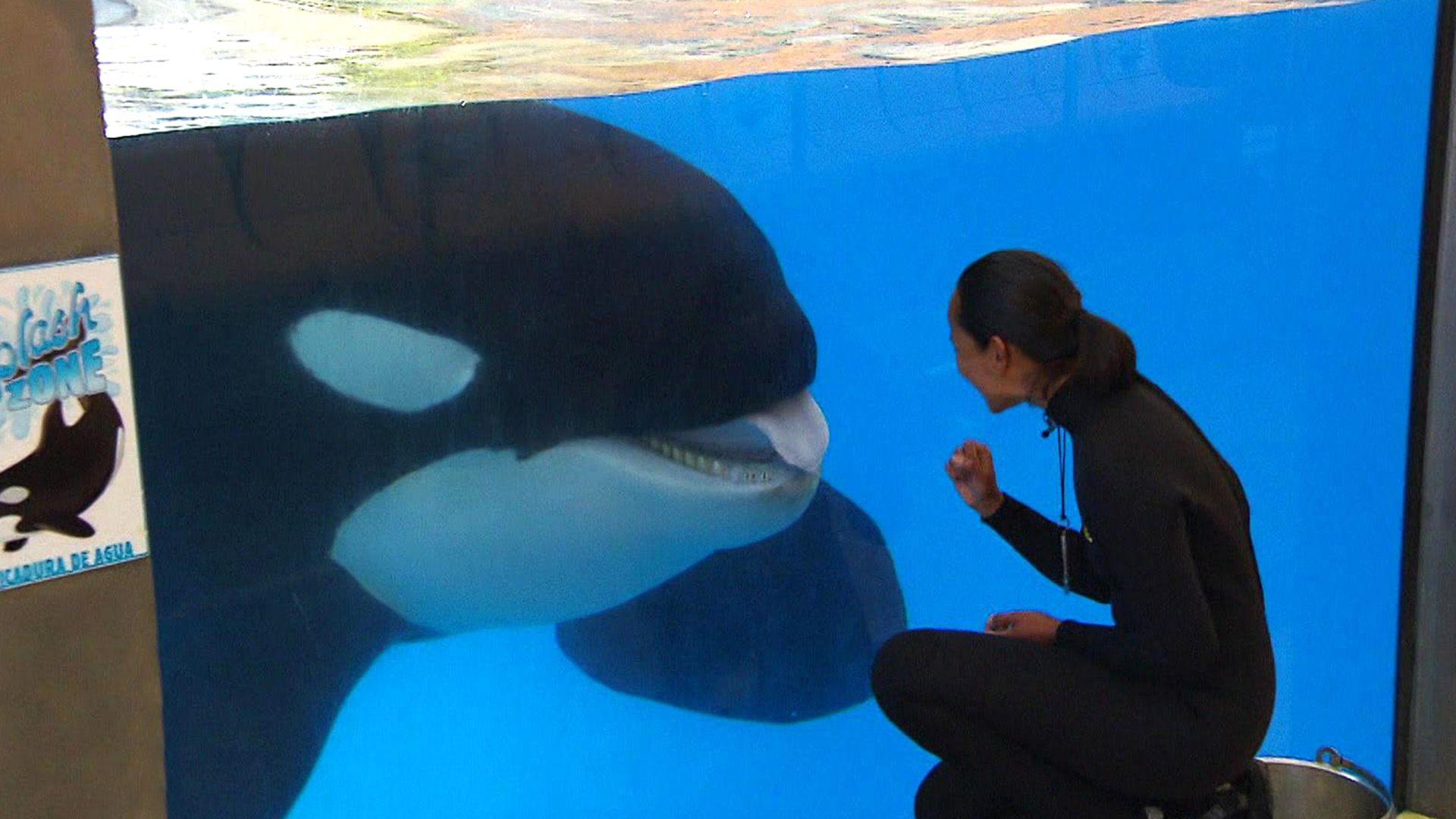Orca-Training
