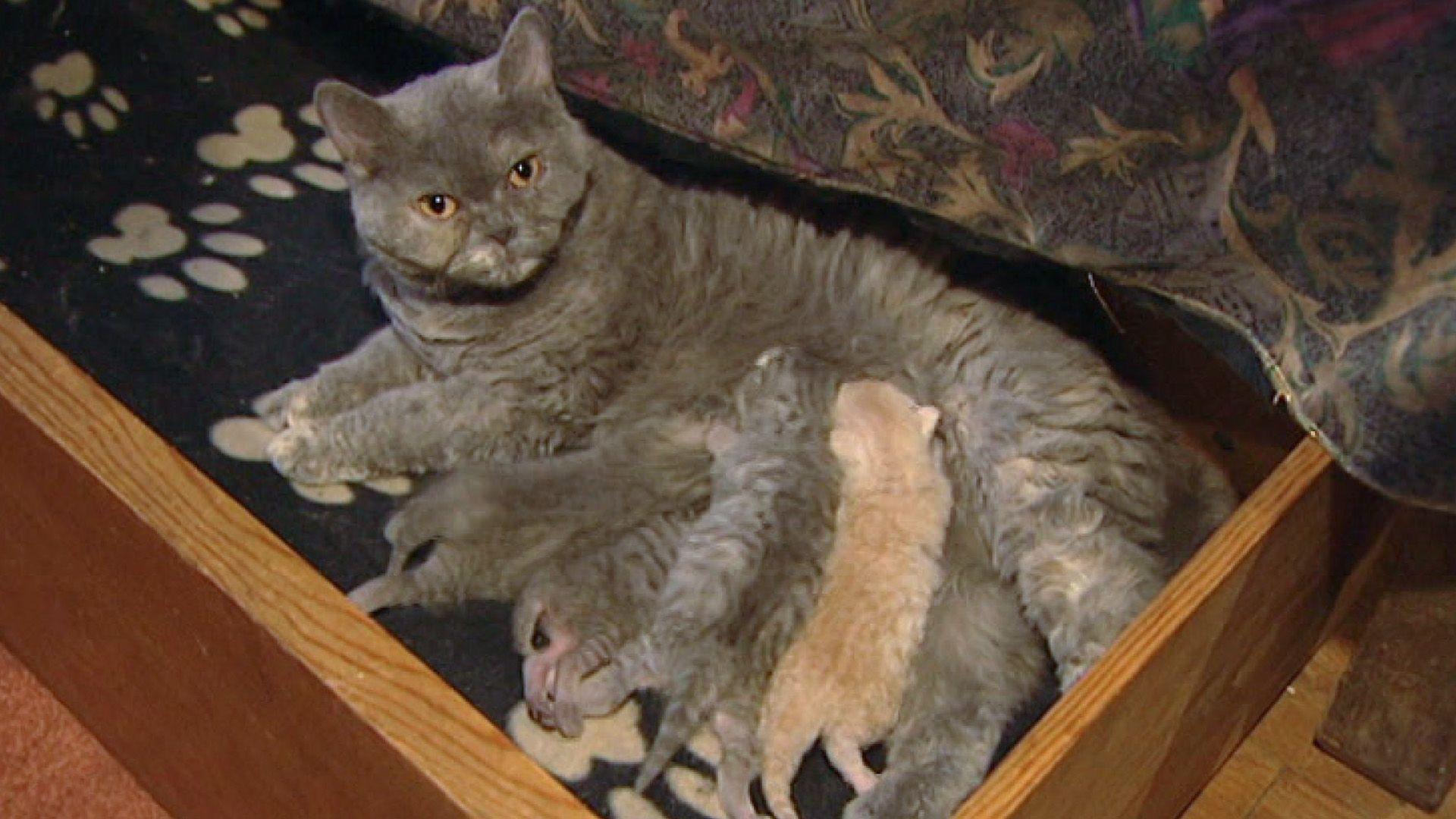 Katzen mit Locken