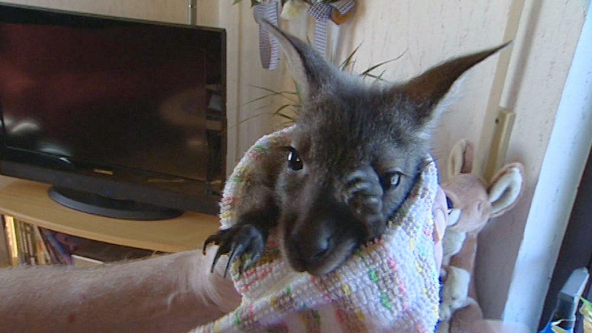 Ersatzvater eines verwaisten Känguru-Babys